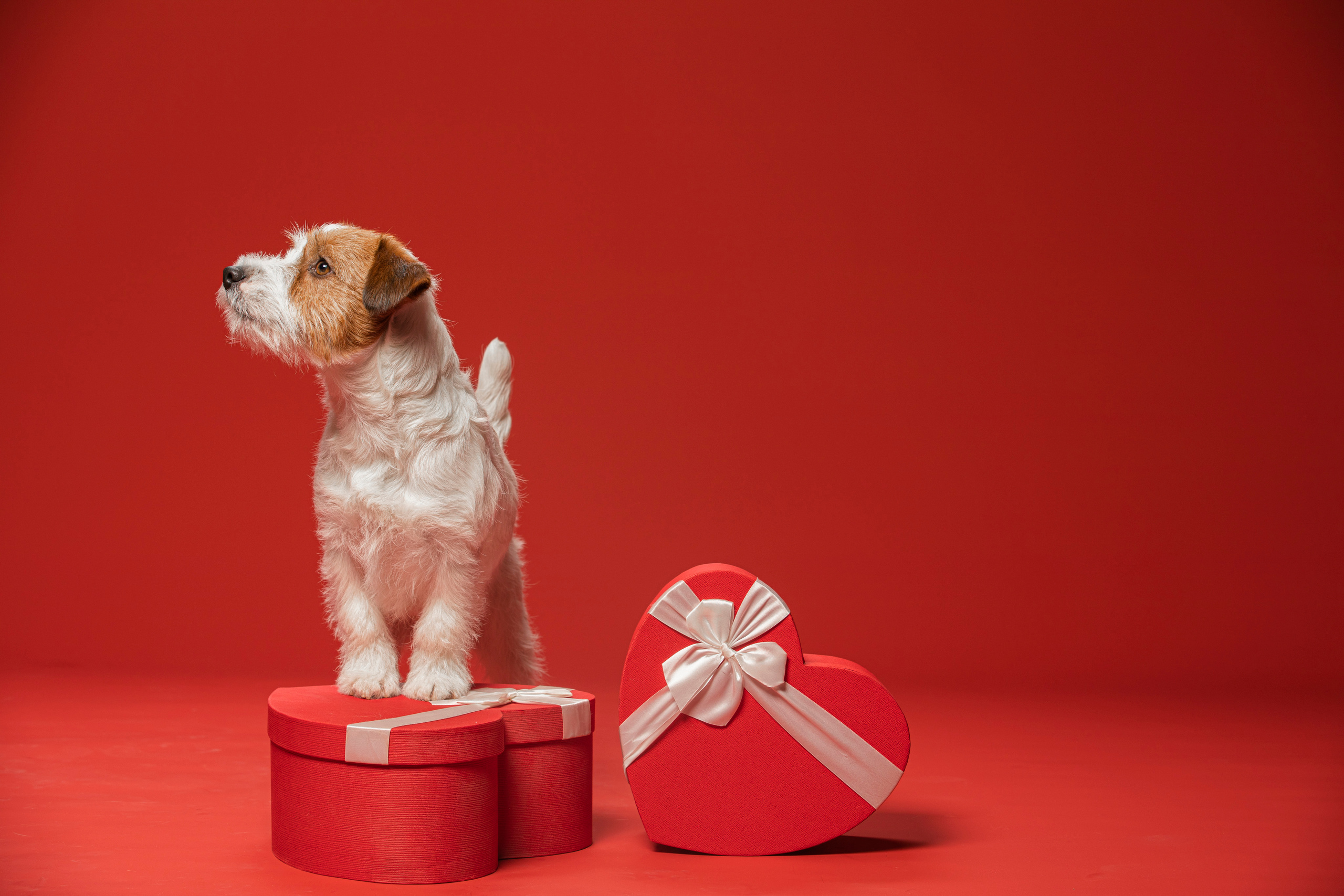 Собаки и не только. Фотограф Алена Звездина