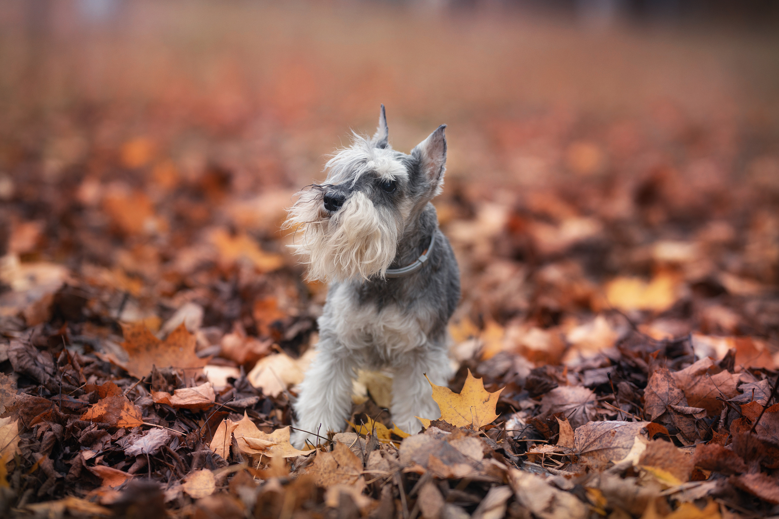 Собаки и не только. Фотограф Алена Звездина