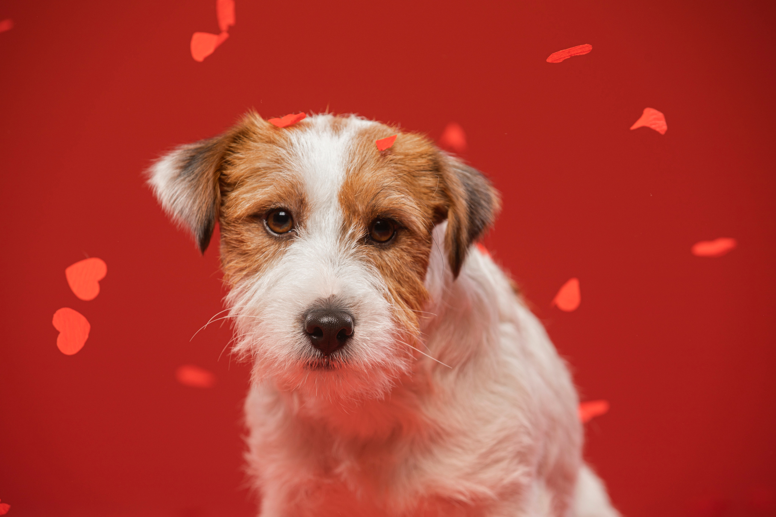 Собаки и не только. Фотограф Алена Звездина