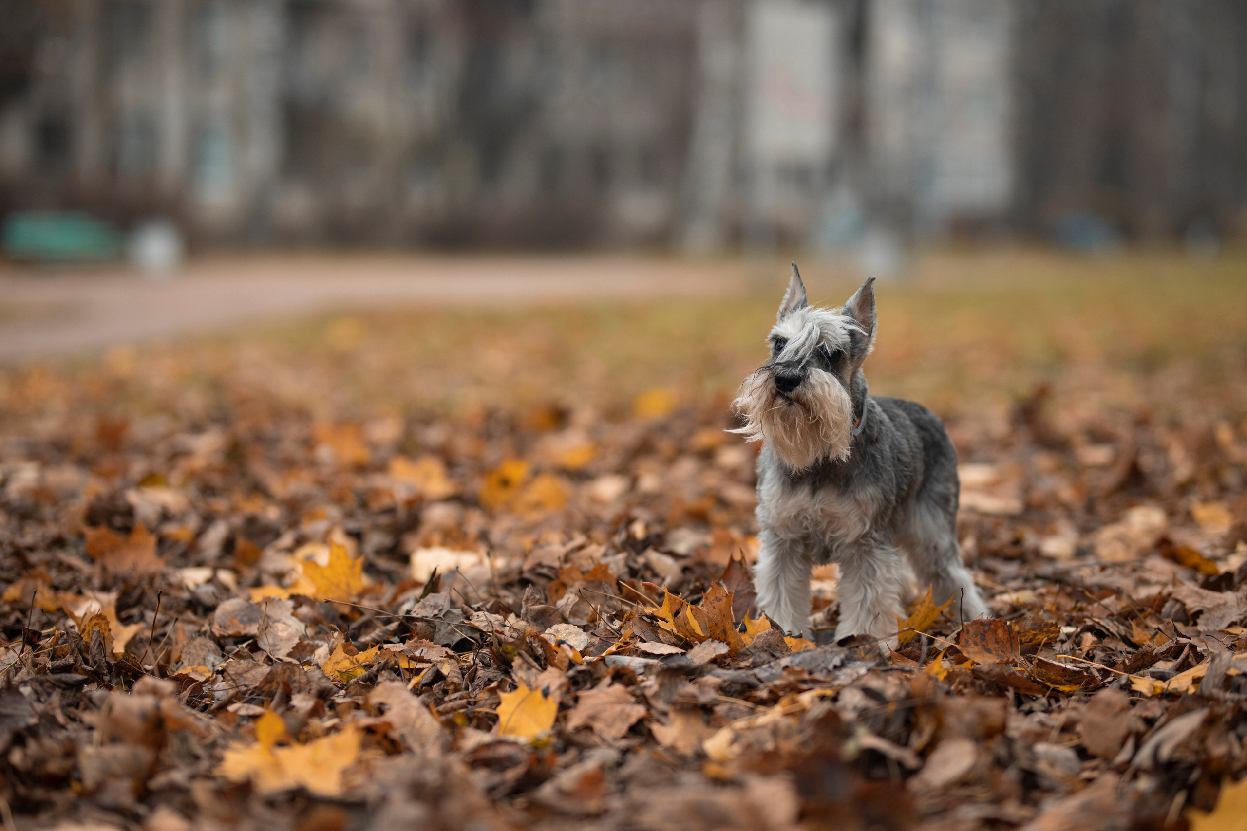 Собаки и не только. Фотограф Алена Звездина