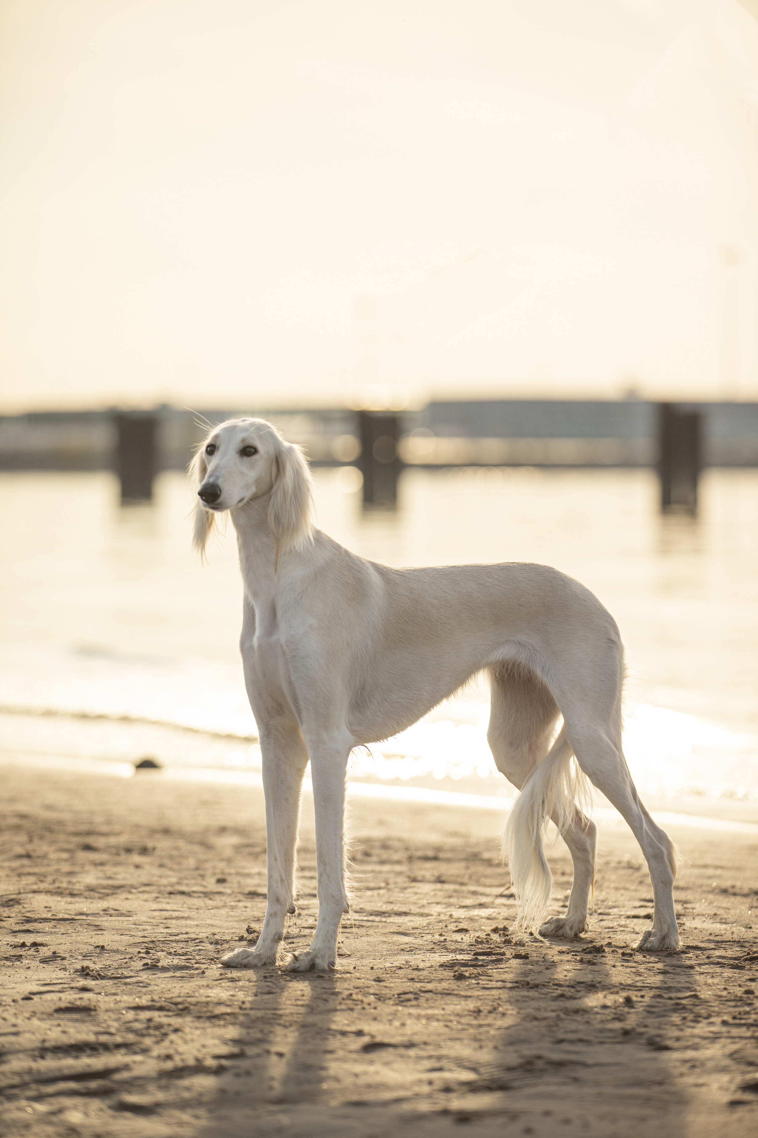 Собаки и не только. Фотограф Алена Звездина
