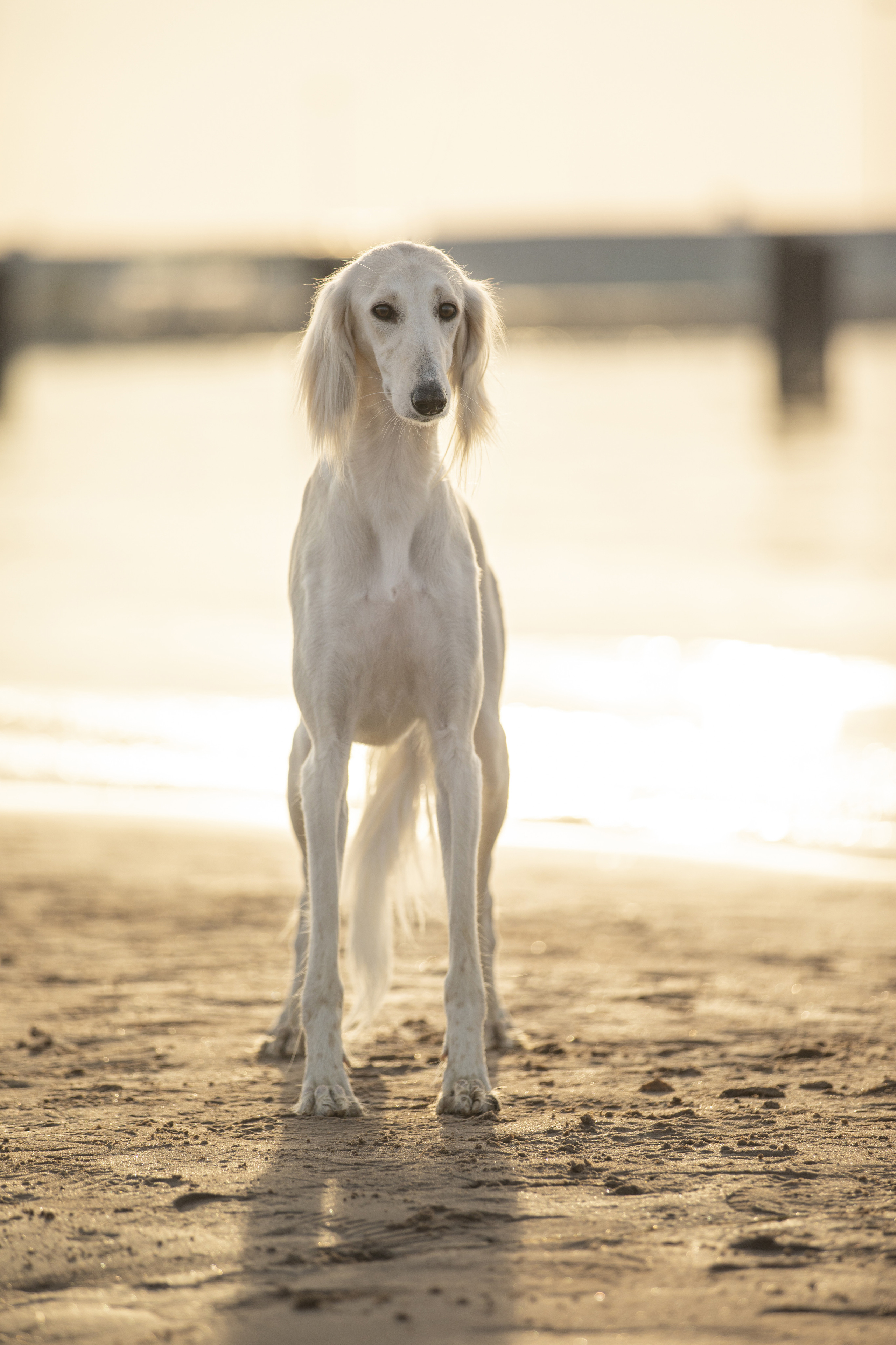 Собаки и не только. Фотограф Алена Звездина