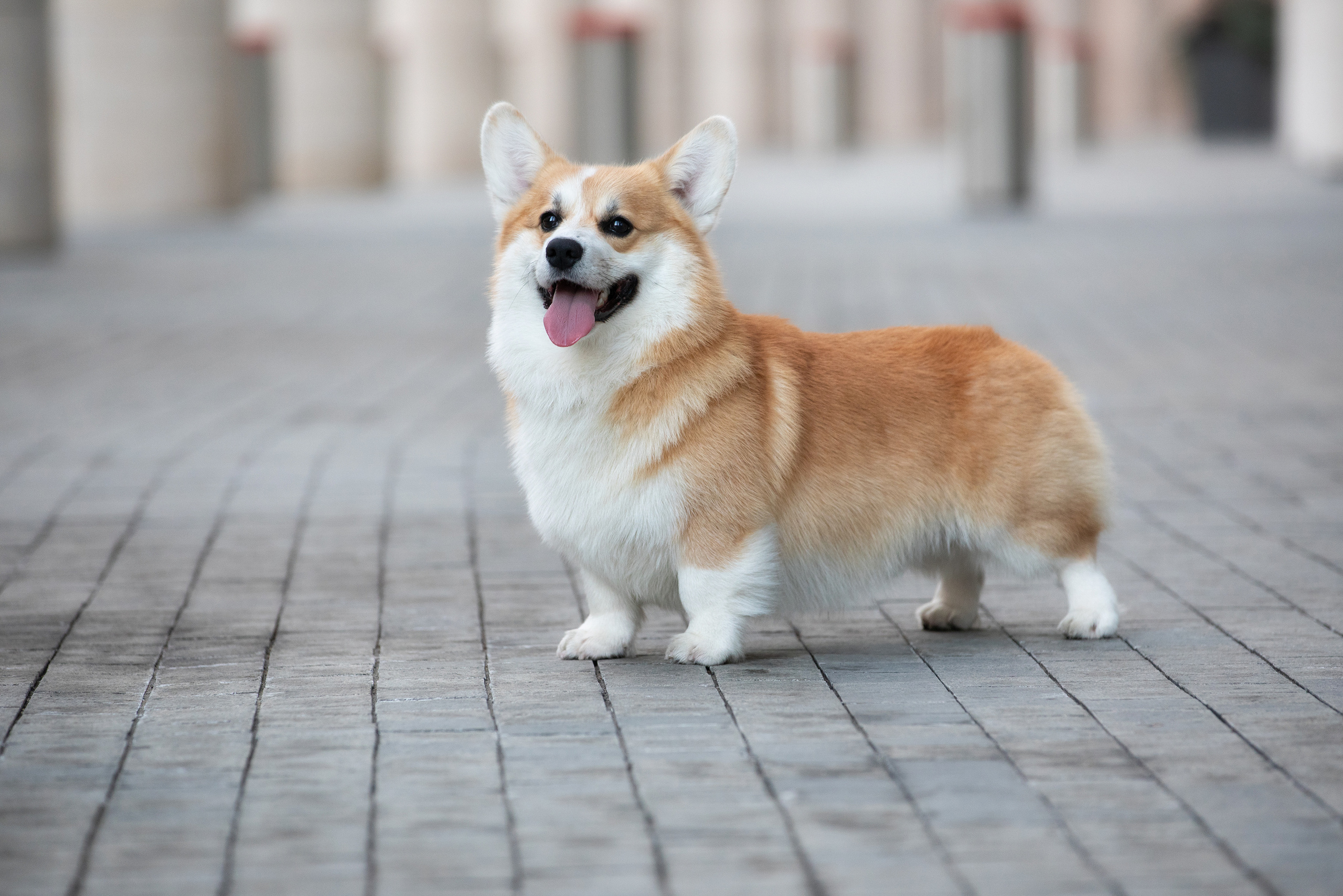 Собаки и не только. Фотограф Алена Звездина