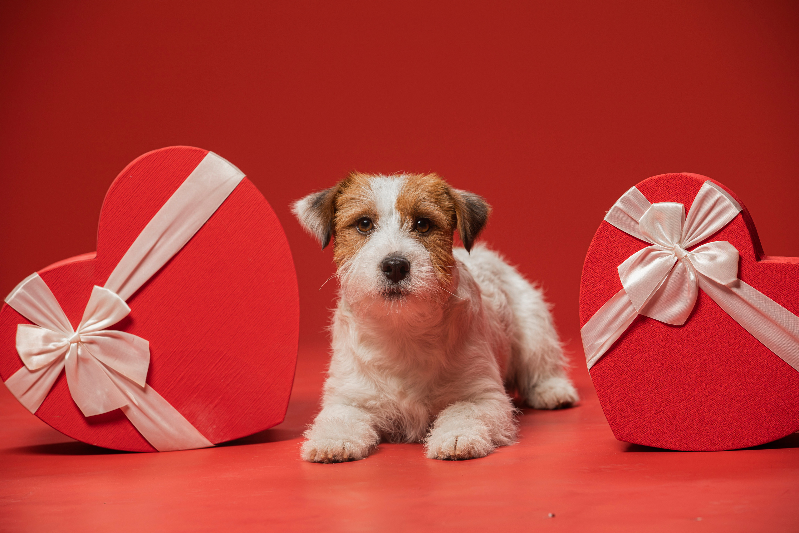 Собаки и не только. Фотограф Алена Звездина