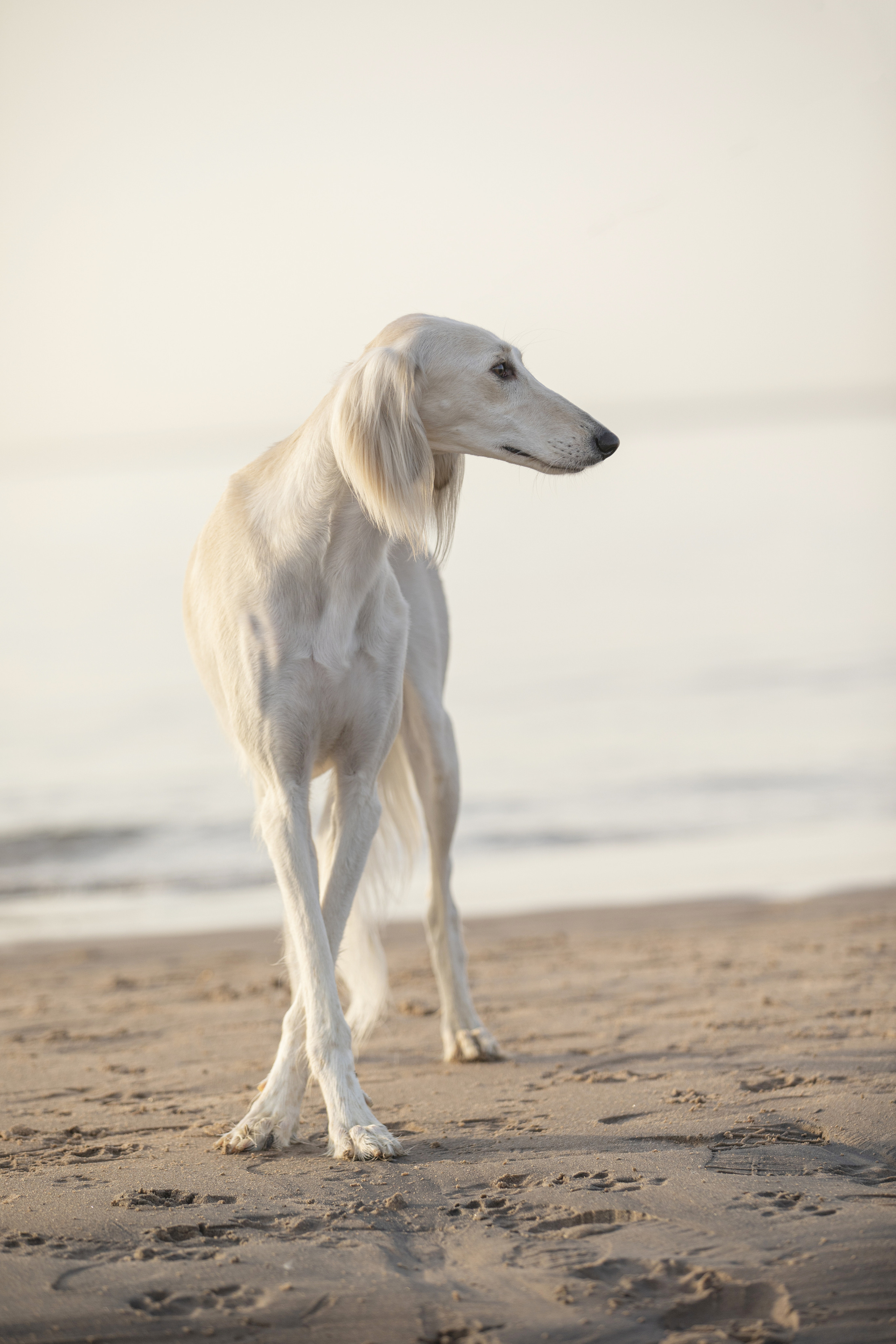 Собаки и не только. Фотограф Алена Звездина