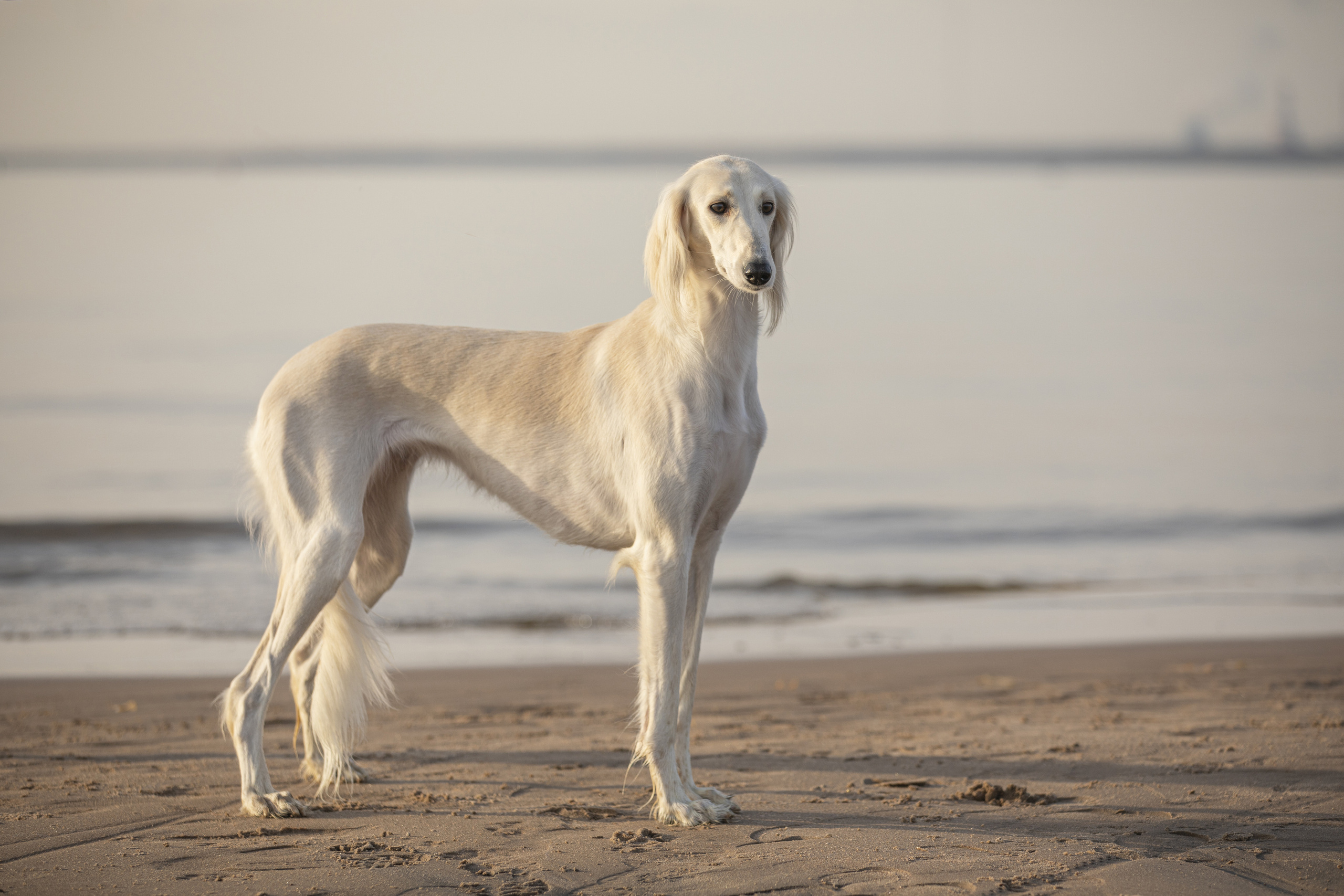 Собаки и не только. Фотограф Алена Звездина
