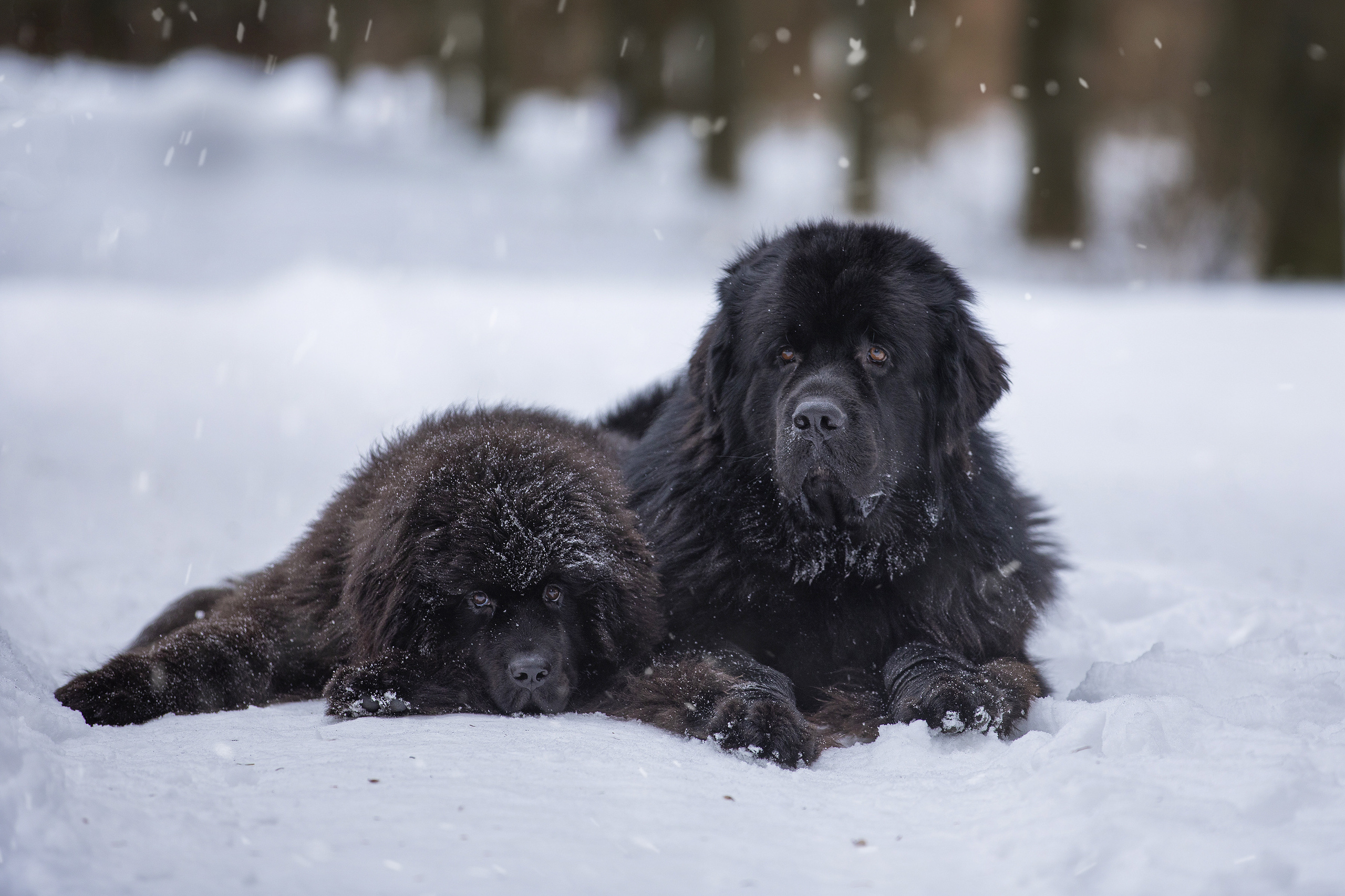 Собаки и не только. Фотограф Алена Звездина