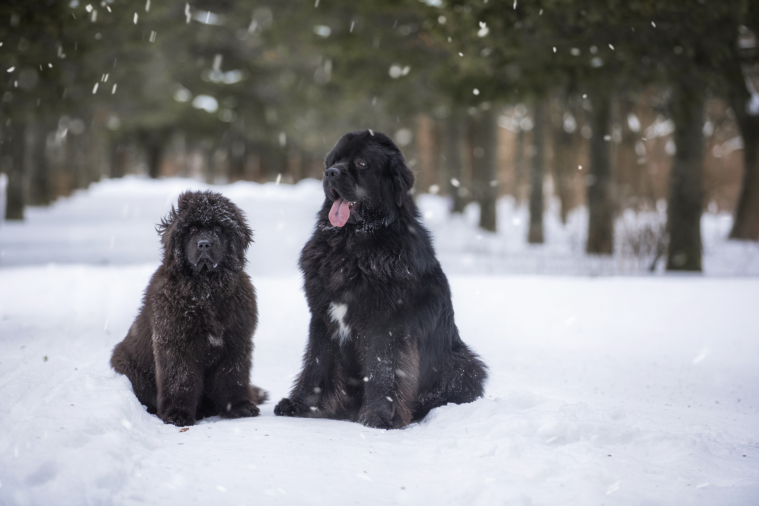 Собаки и не только. Фотограф Алена Звездина