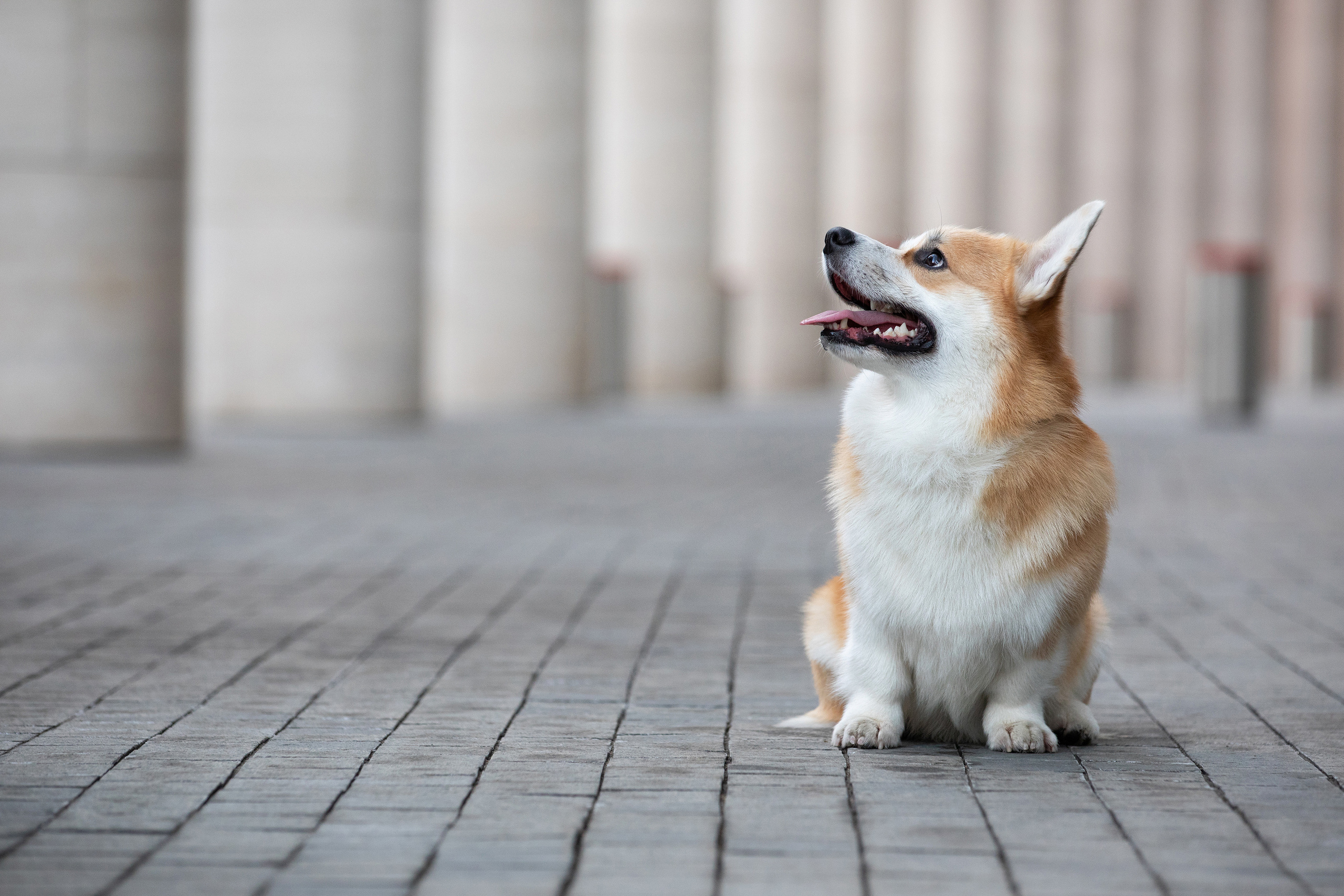 Собаки и не только. Фотограф Алена Звездина
