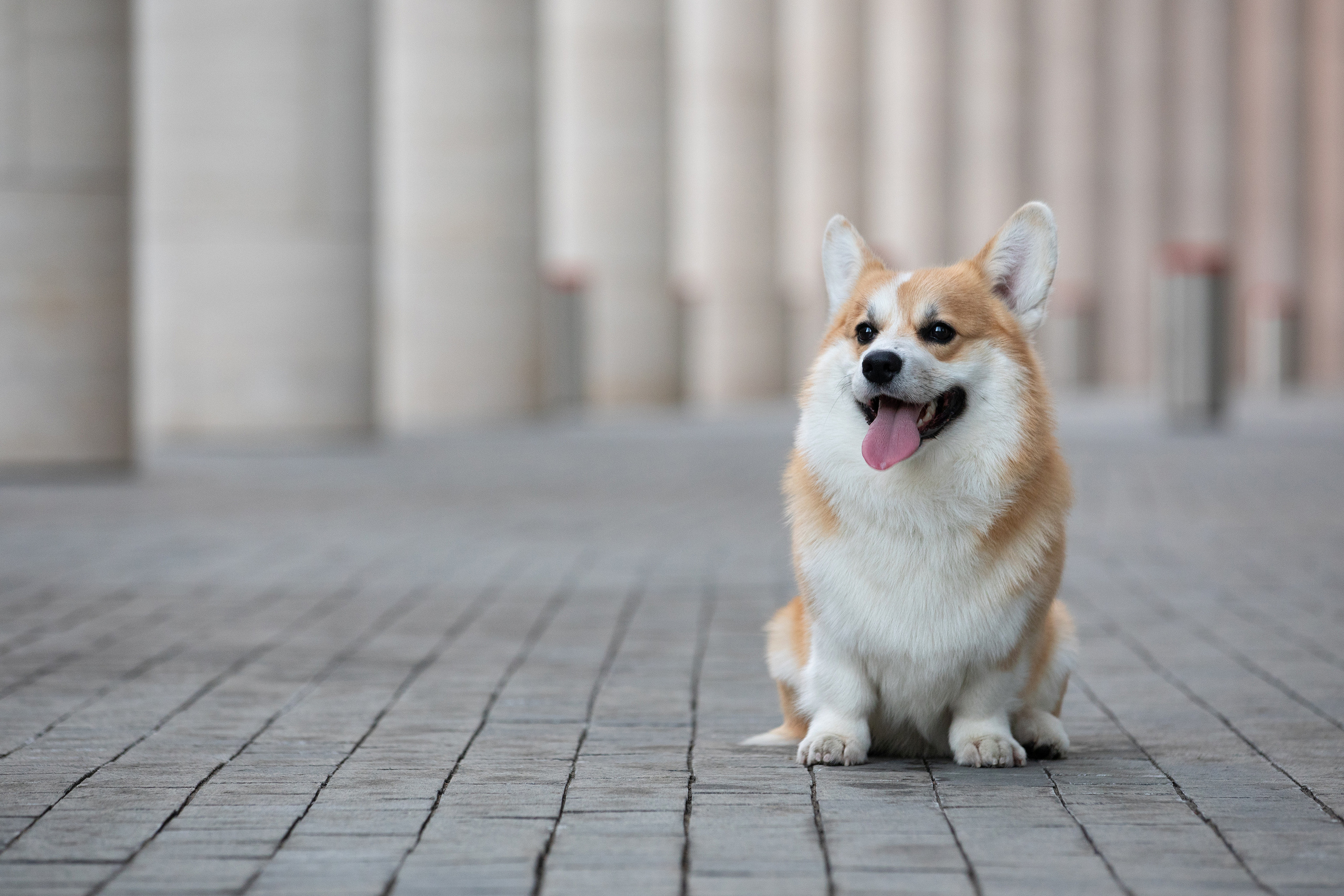 Собаки и не только. Фотограф Алена Звездина