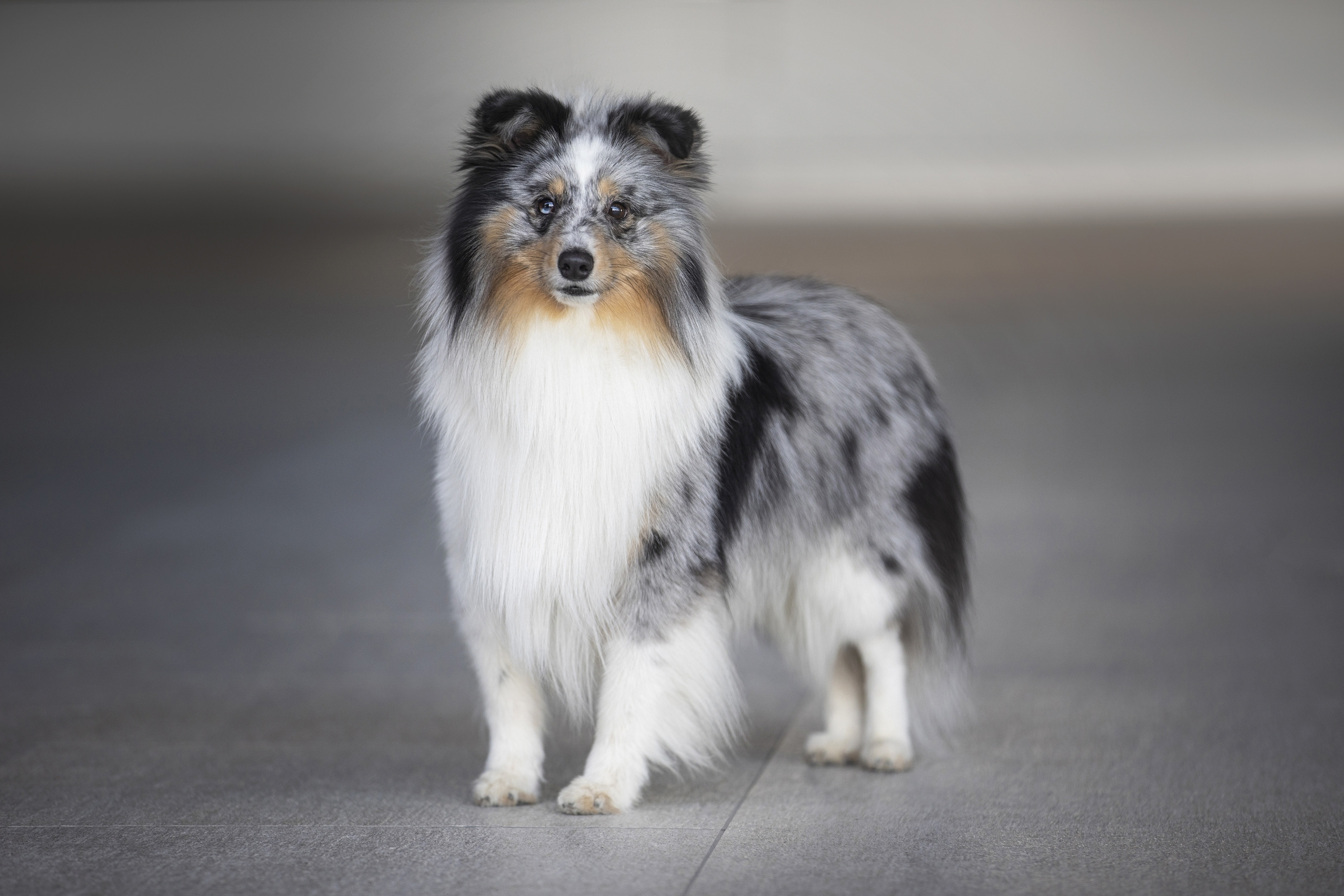 Собаки и не только. Фотограф Алена Звездина