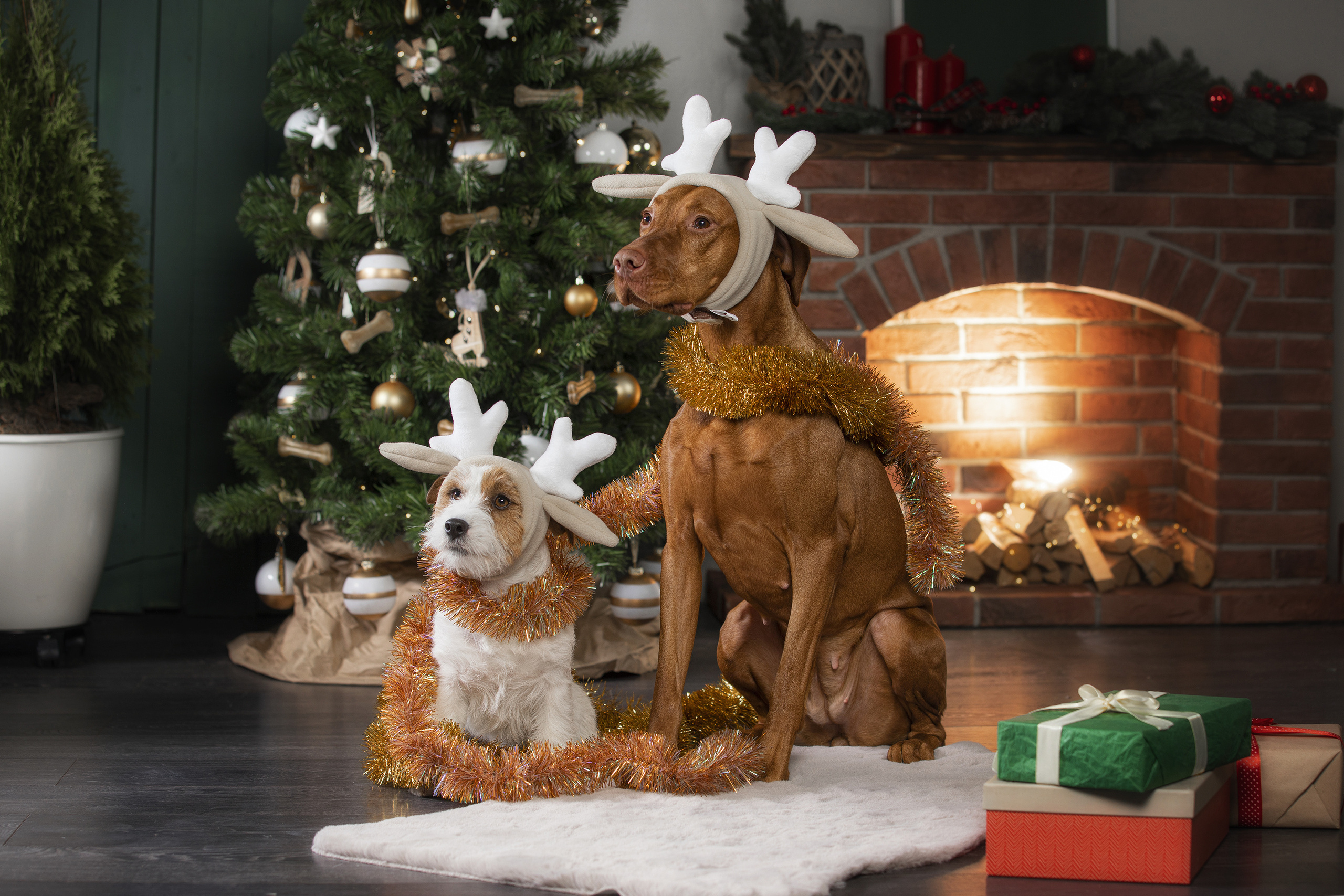 Собаки и не только. Фотограф Алена Звездина