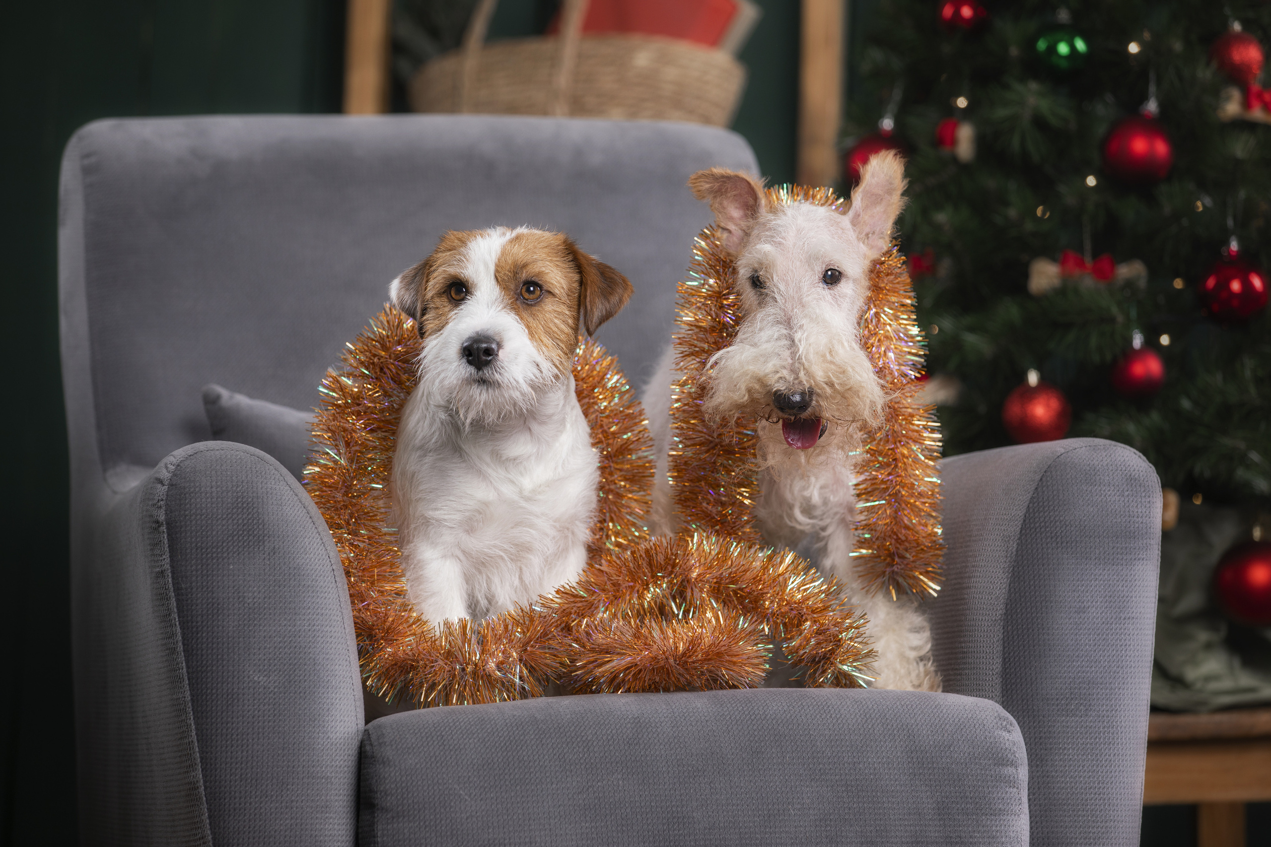 Собаки и не только. Фотограф Алена Звездина