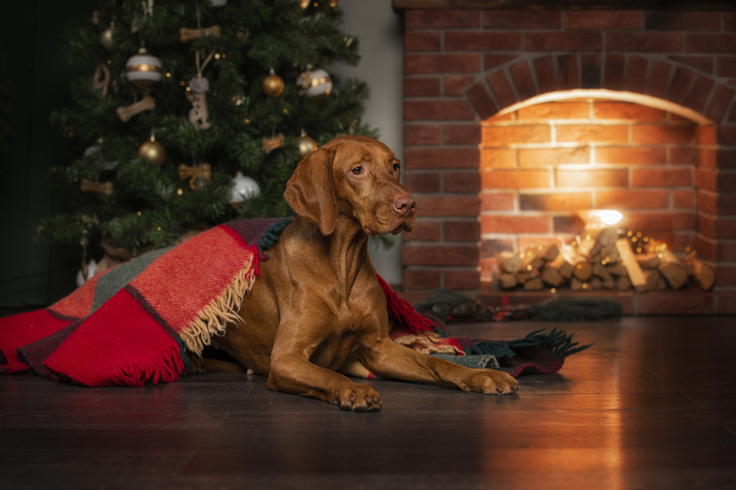Собаки и не только. Фотограф Алена Звездина