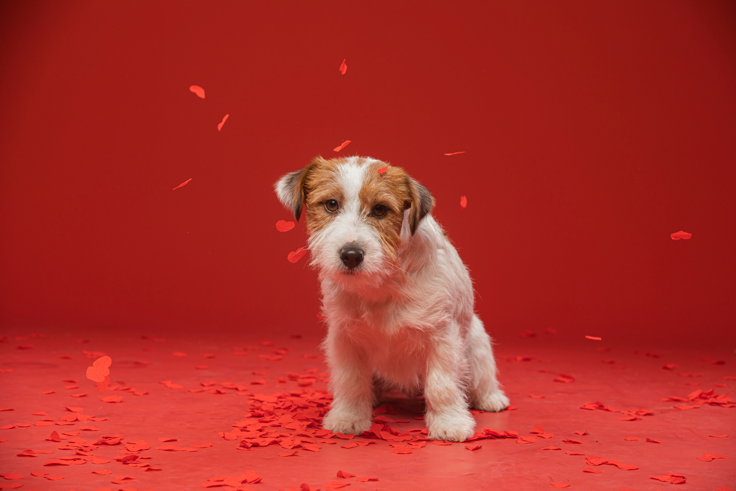 Собаки и не только. Фотограф Алена Звездина