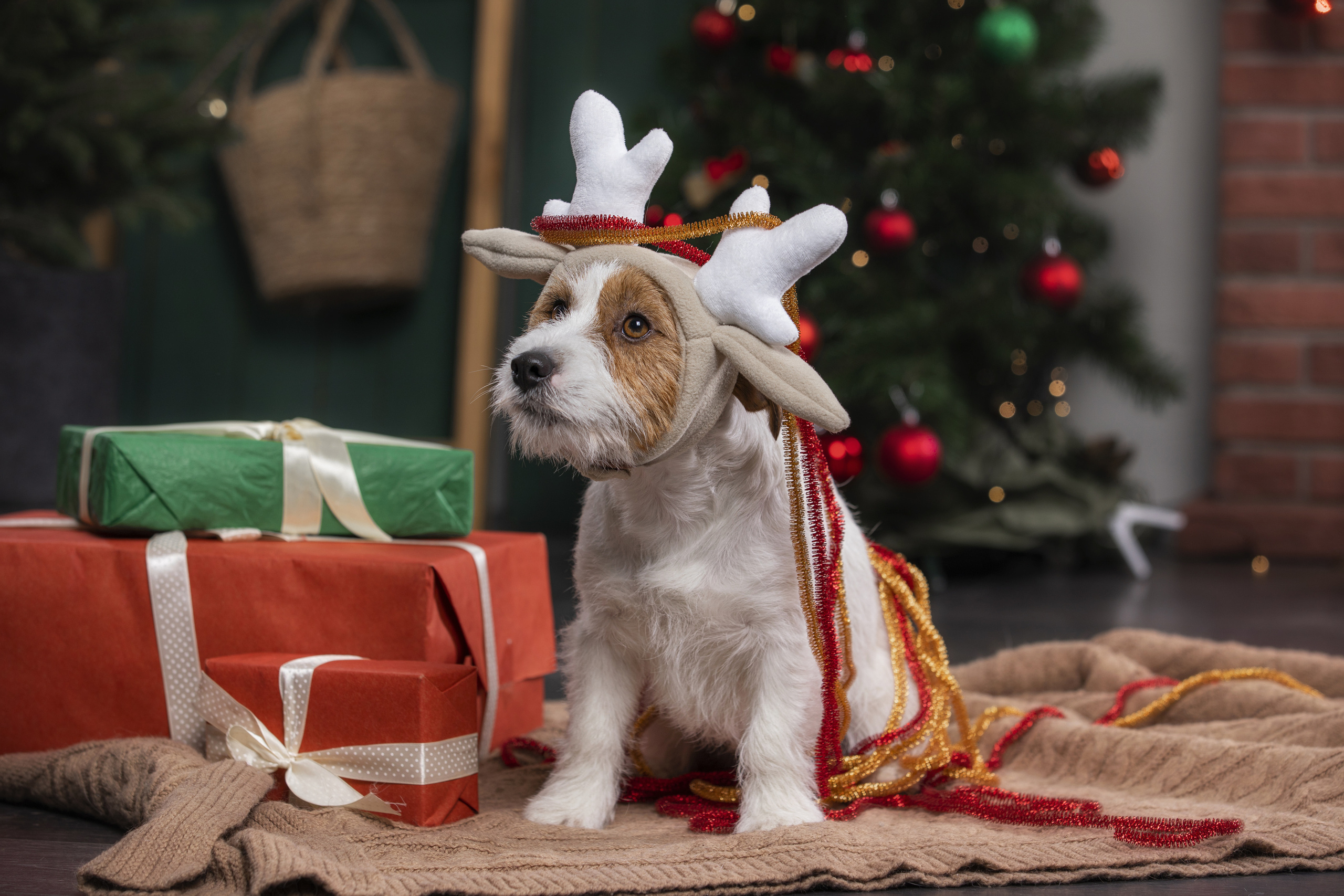 Собаки и не только. Фотограф Алена Звездина