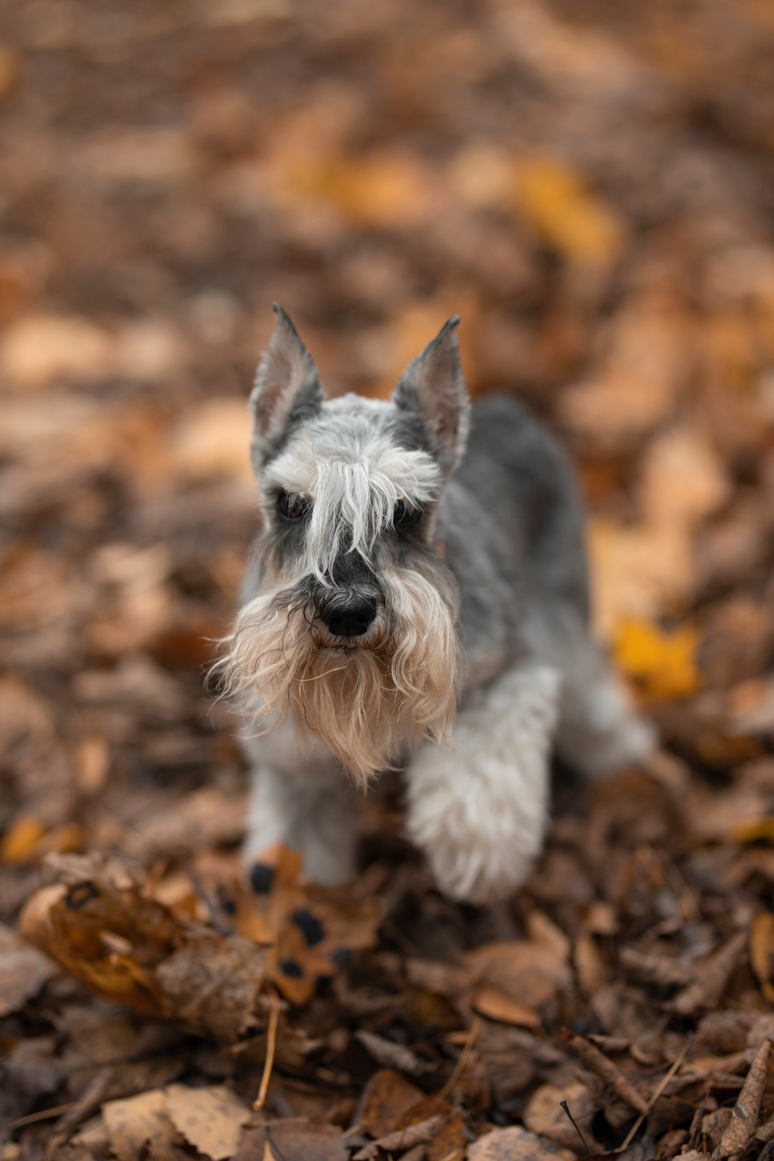 Собаки и не только. Фотограф Алена Звездина
