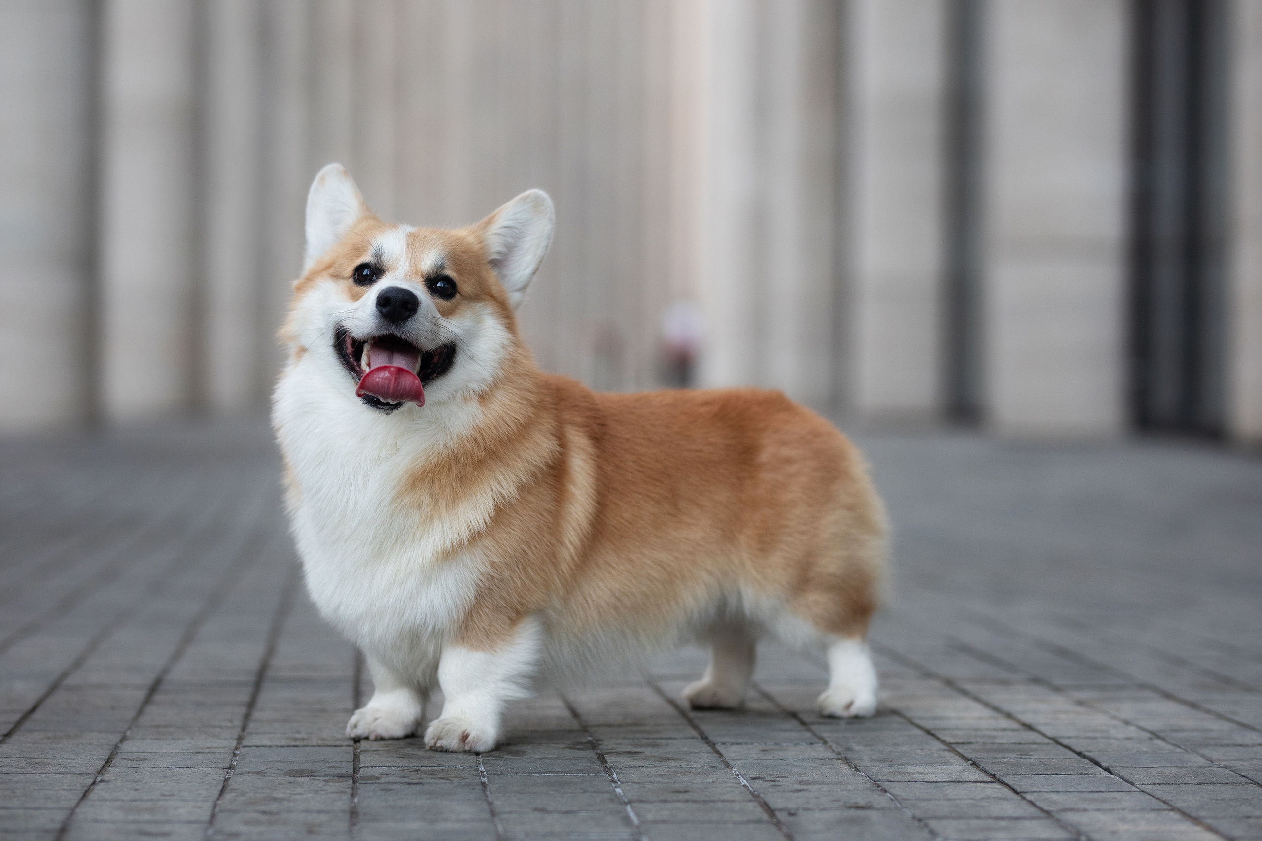 Собаки и не только. Фотограф Алена Звездина
