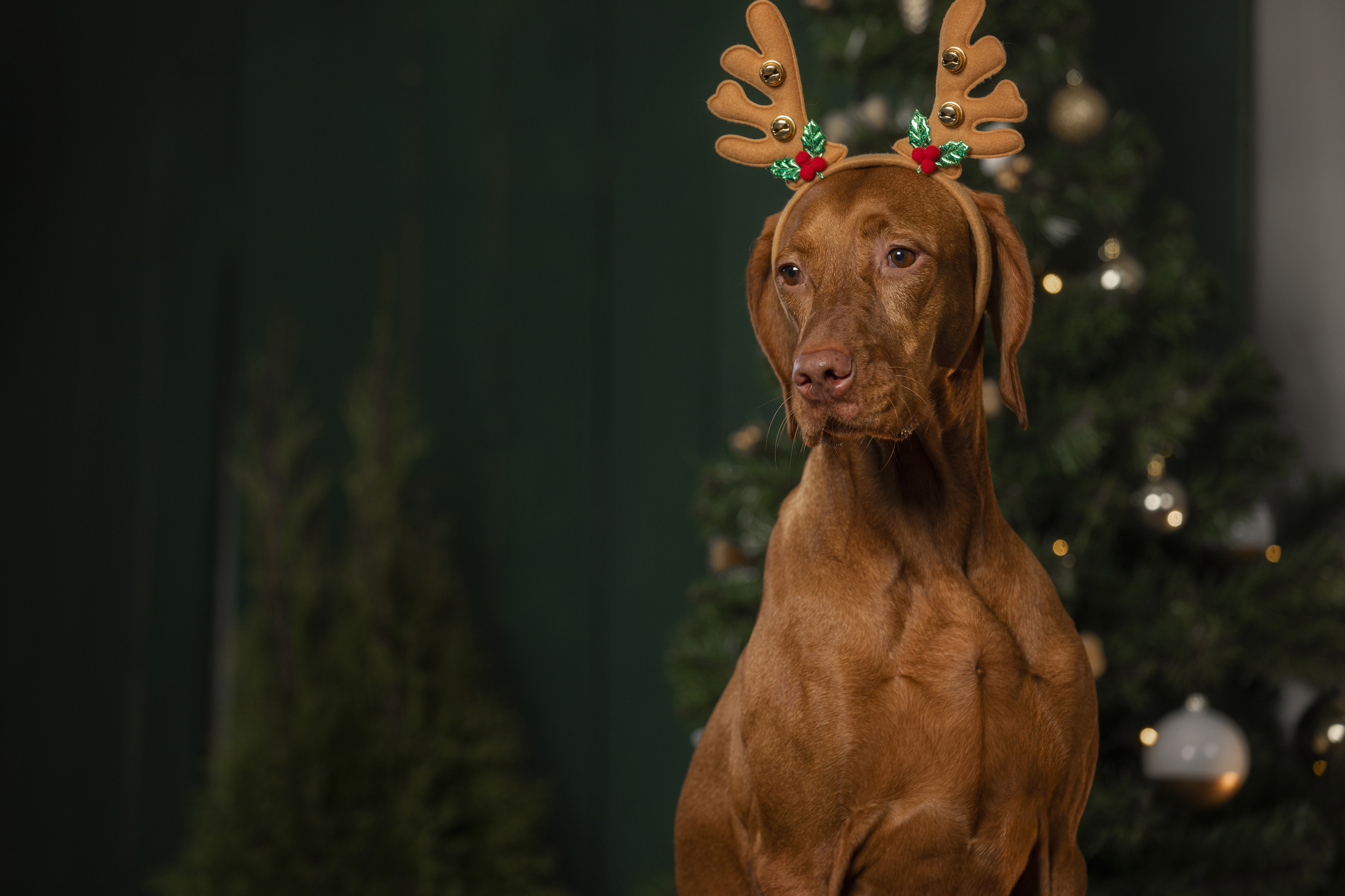 Собаки и не только. Фотограф Алена Звездина