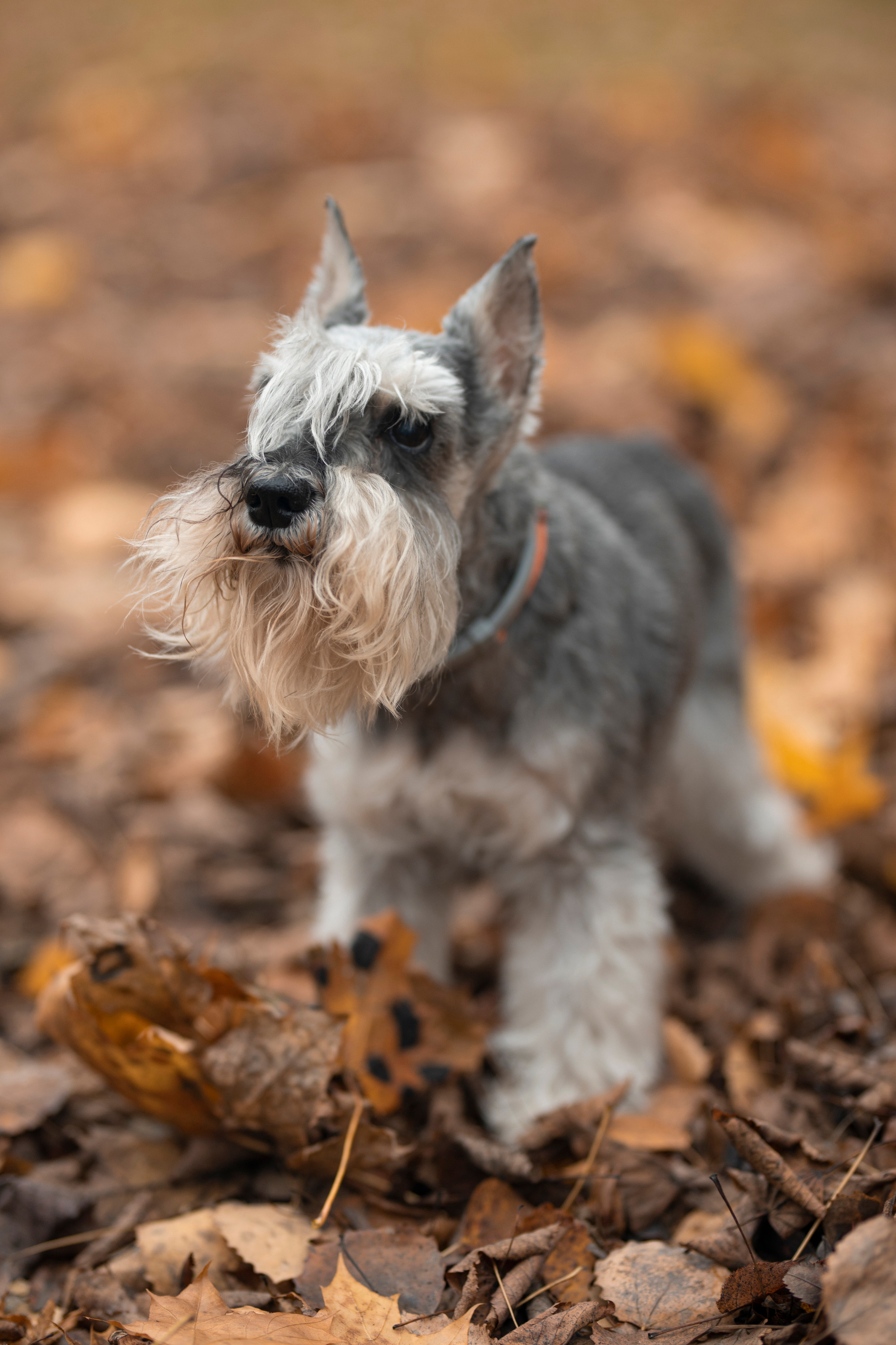 Собаки и не только. Фотограф Алена Звездина
