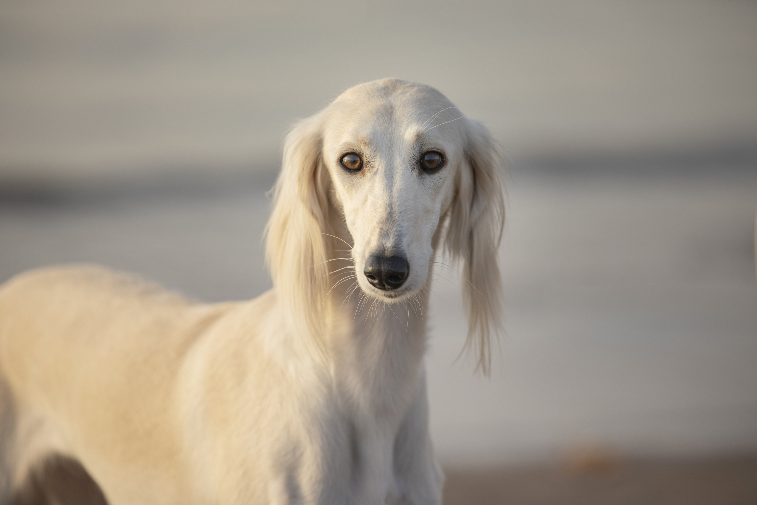 Собаки и не только. Фотограф Алена Звездина