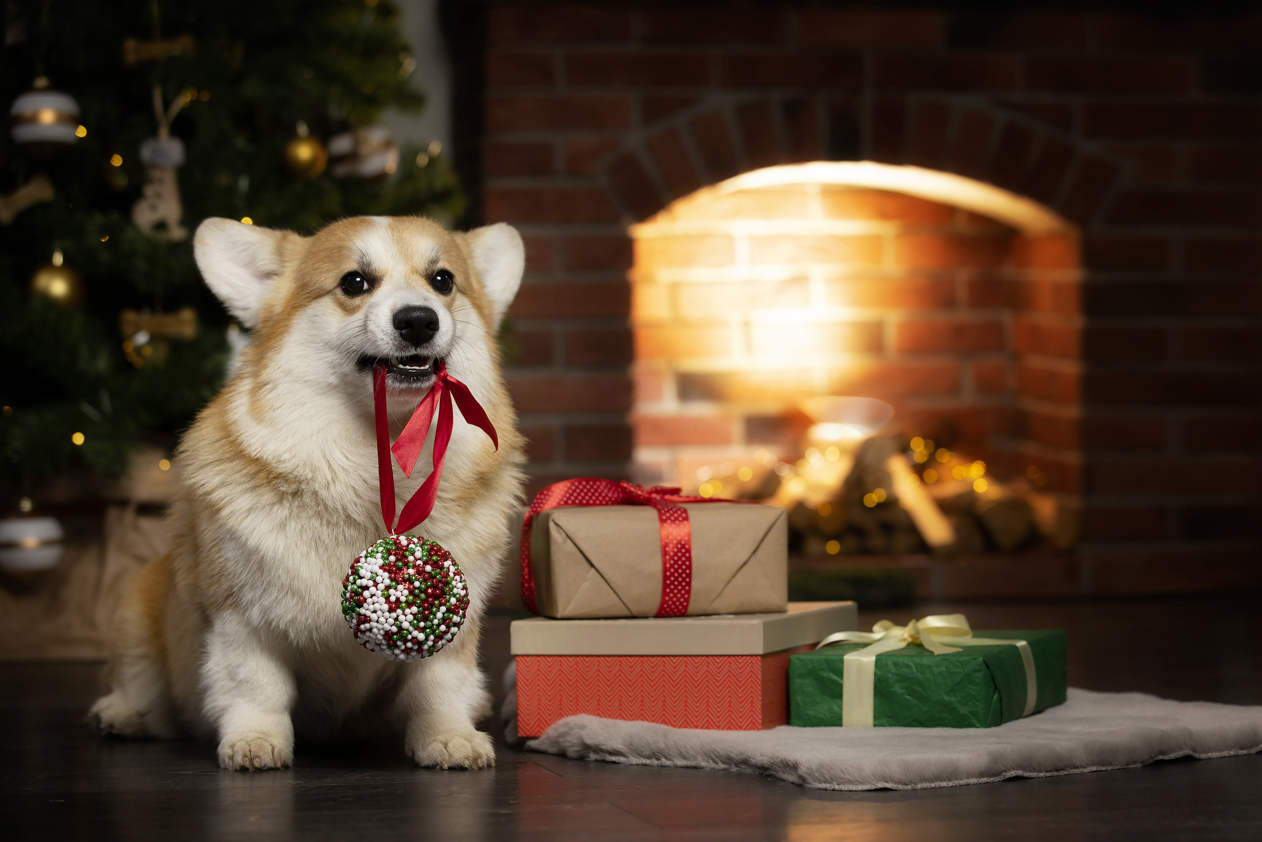 Собаки и не только. Фотограф Алена Звездина