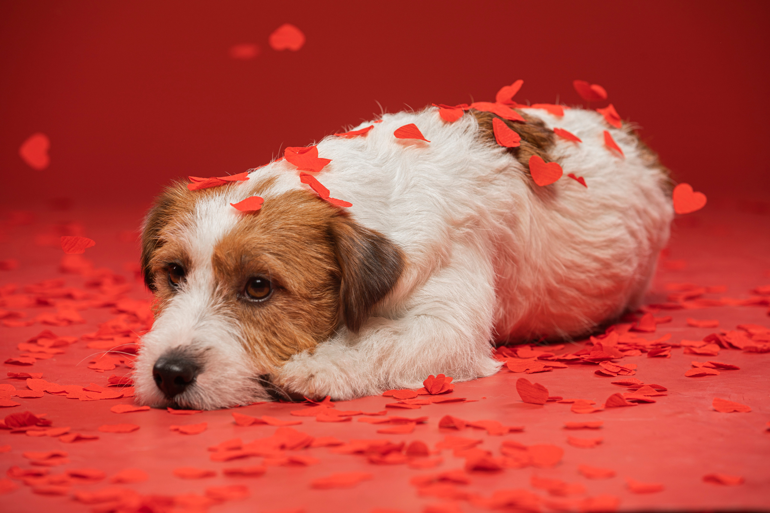 Собаки и не только. Фотограф Алена Звездина