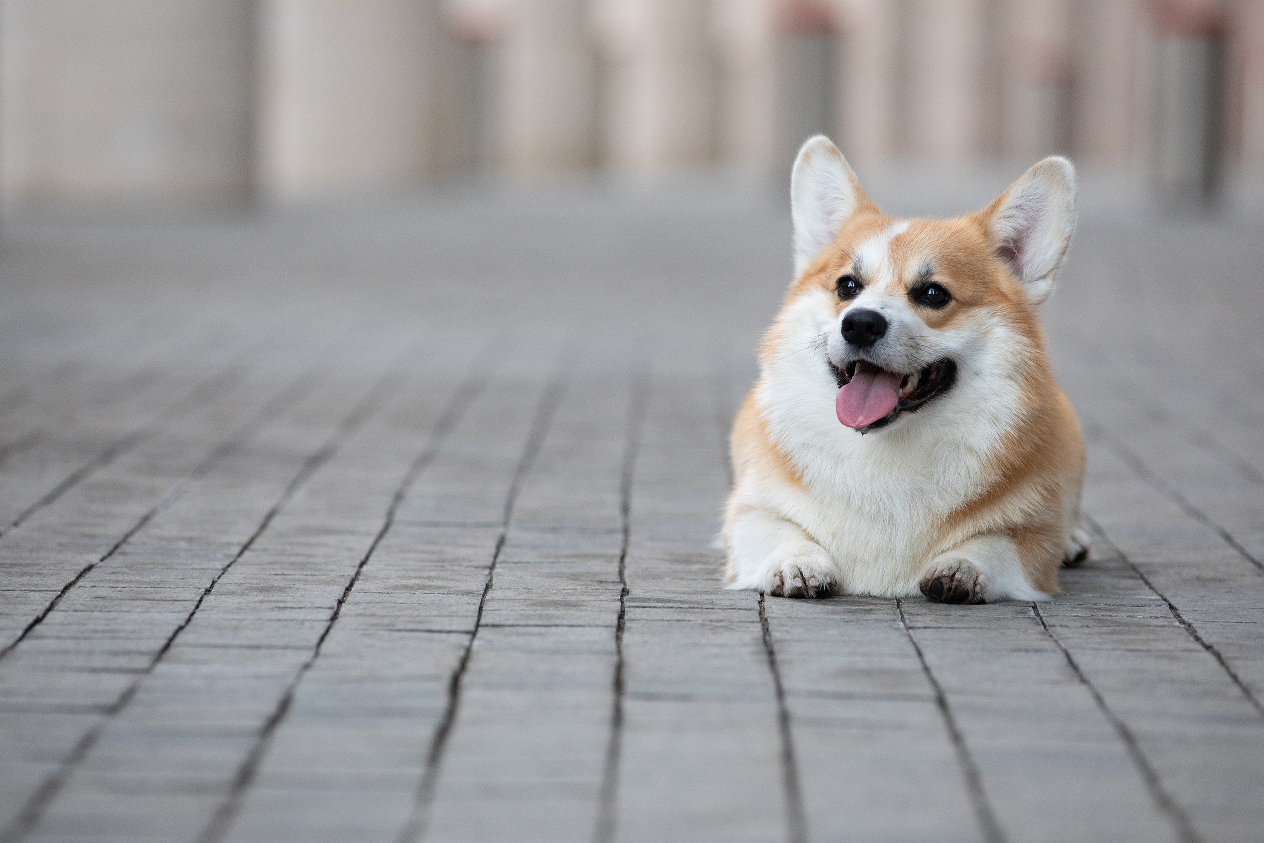 Собаки и не только. Фотограф Алена Звездина