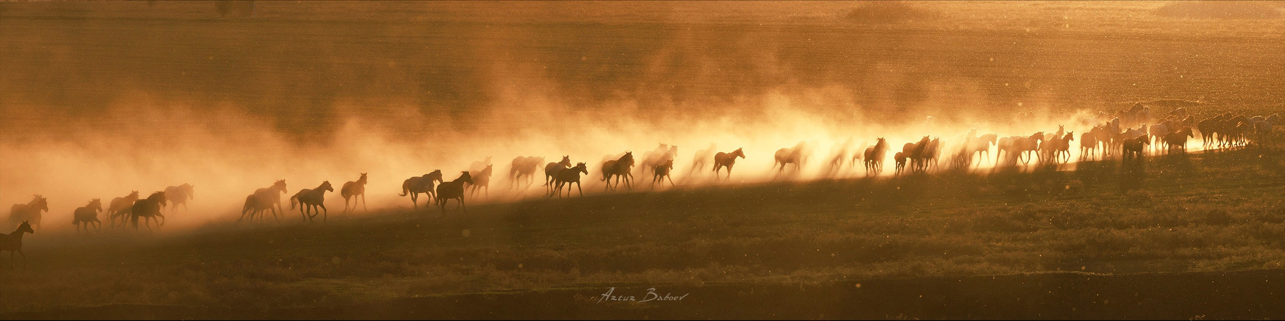 Gallery. Art photos of horses — ARTUR BABOEV | Photographer