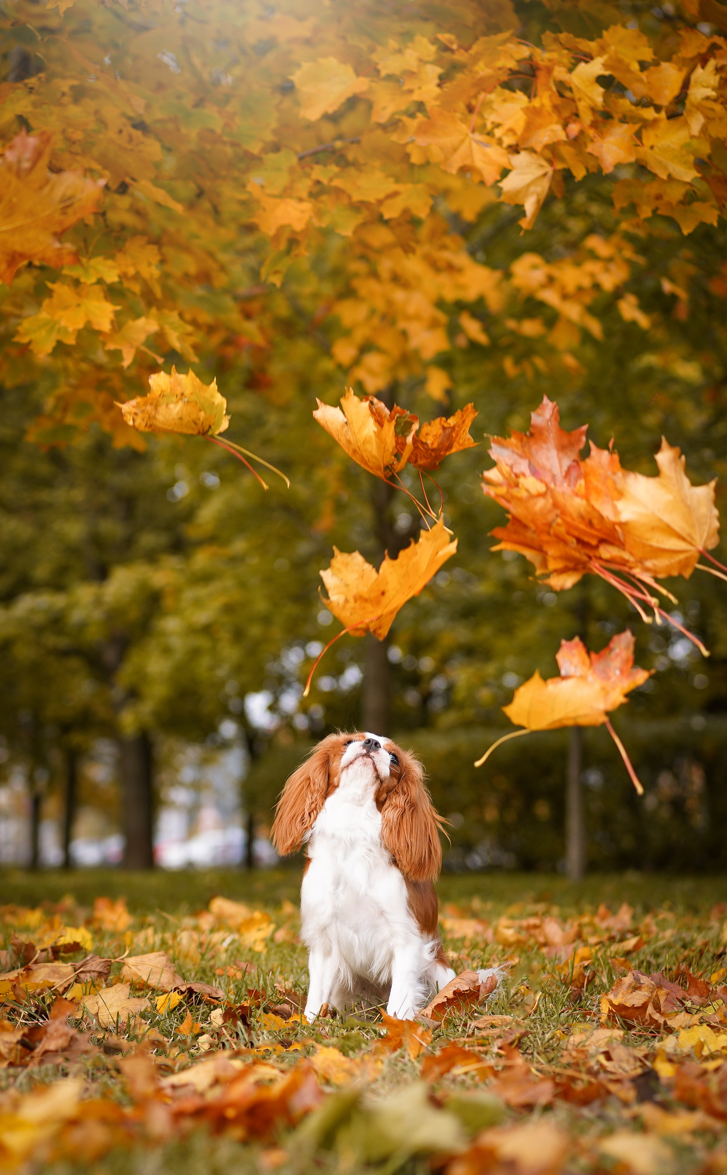 Катя Валера Саша и кавалерчики. Фотограф-анималист в Санкт-Петербурге Яна Мартынова