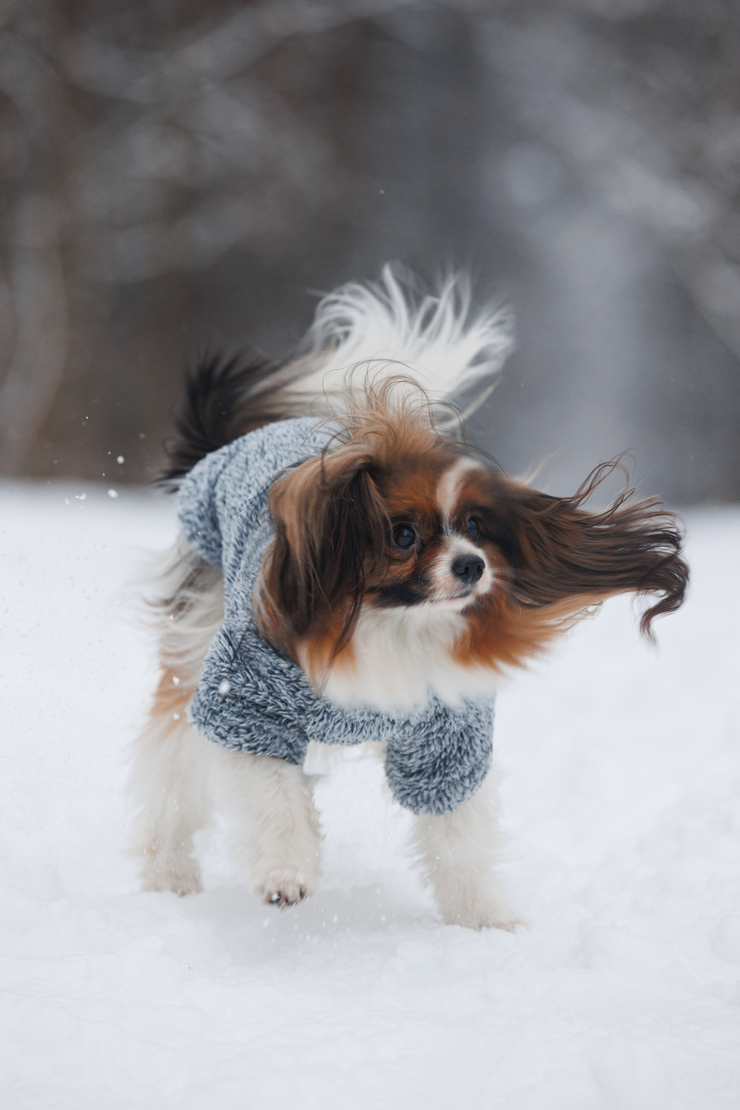 Даша и компания. Фотограф анималист Кристина Карпова, Москва