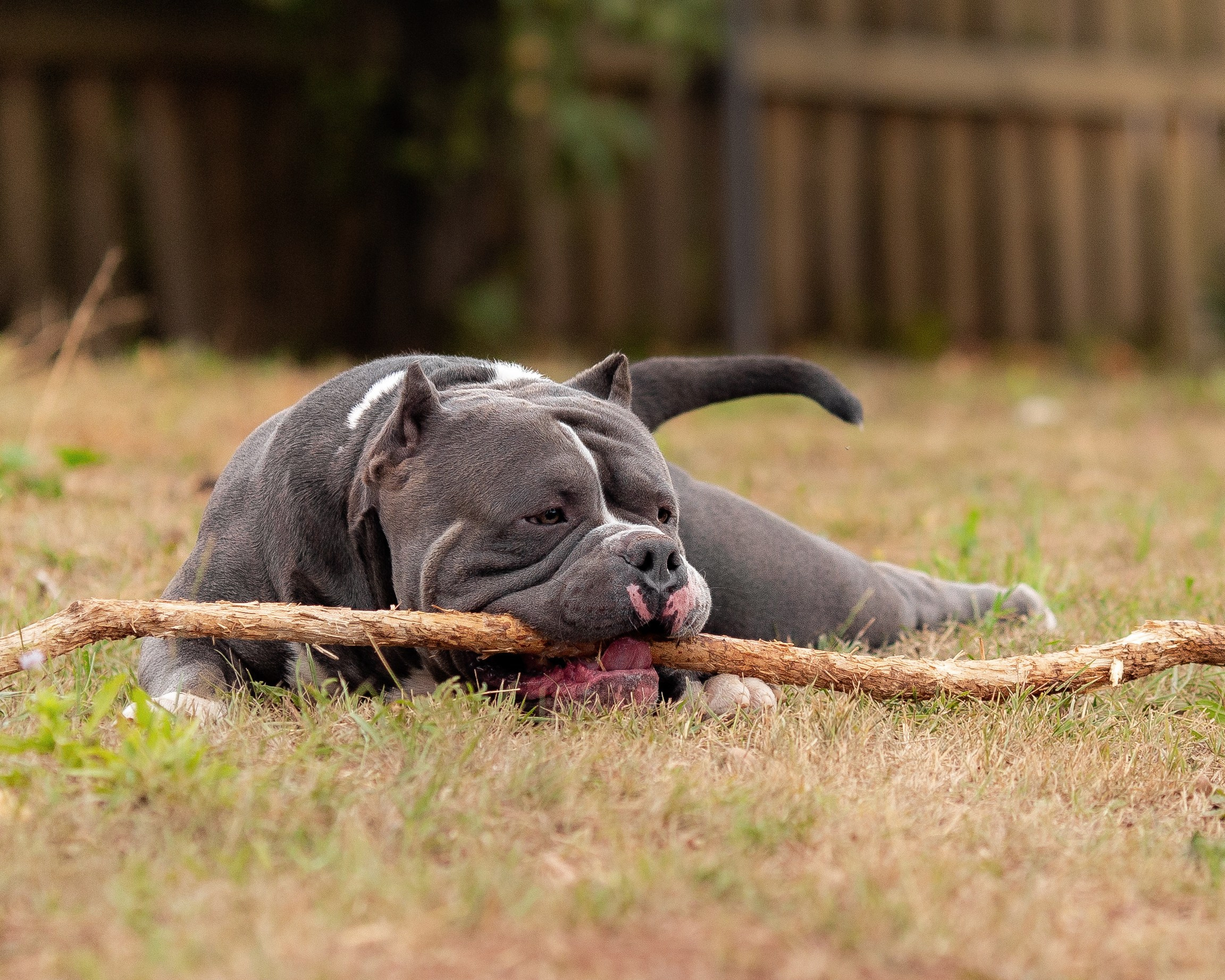 Наталья и булли. Фотограф Анималист в Перми Анастасия Остерман