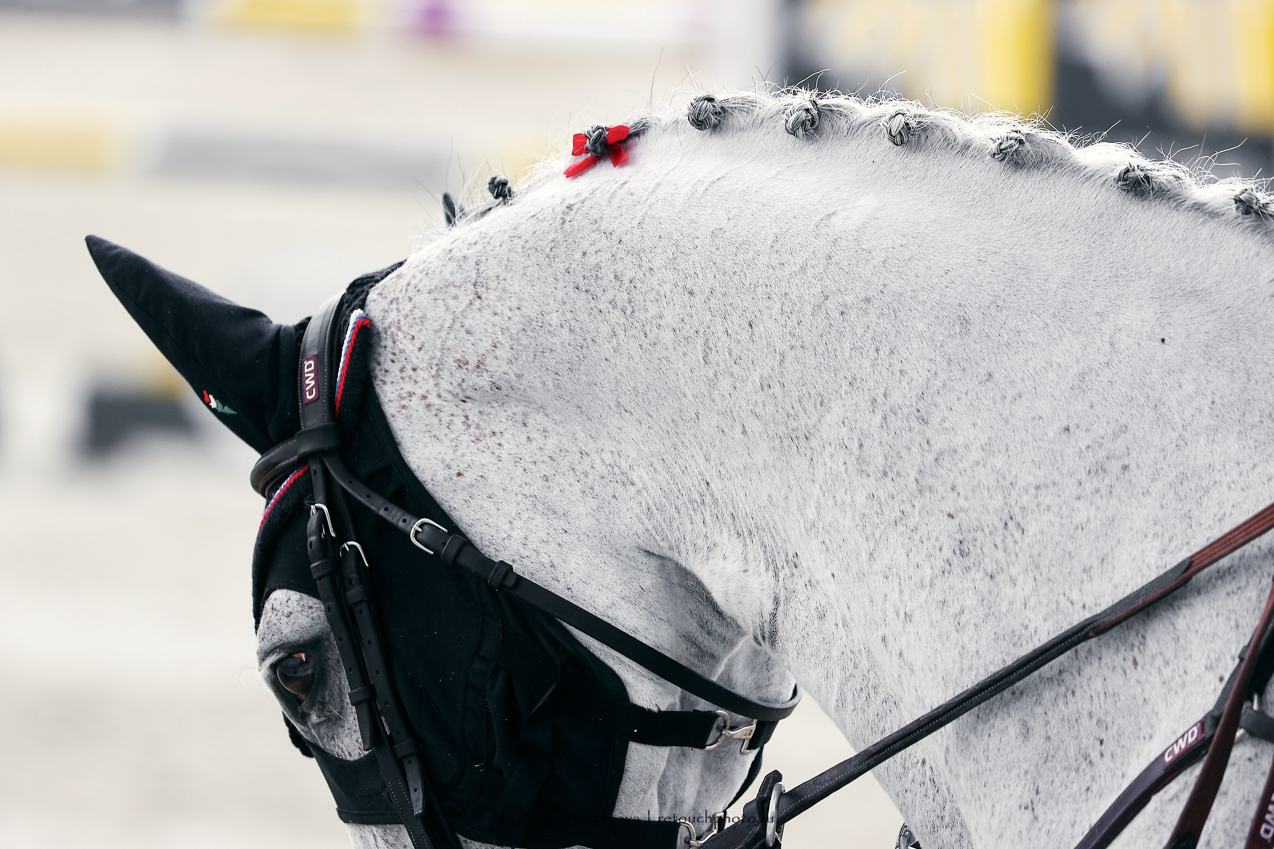 Maxima Masters Eurasia Team Competition по конкуру, Maxima Stables | 06'2023. Репортажный фотограф и ретушер в Москве Наталья Алексеева