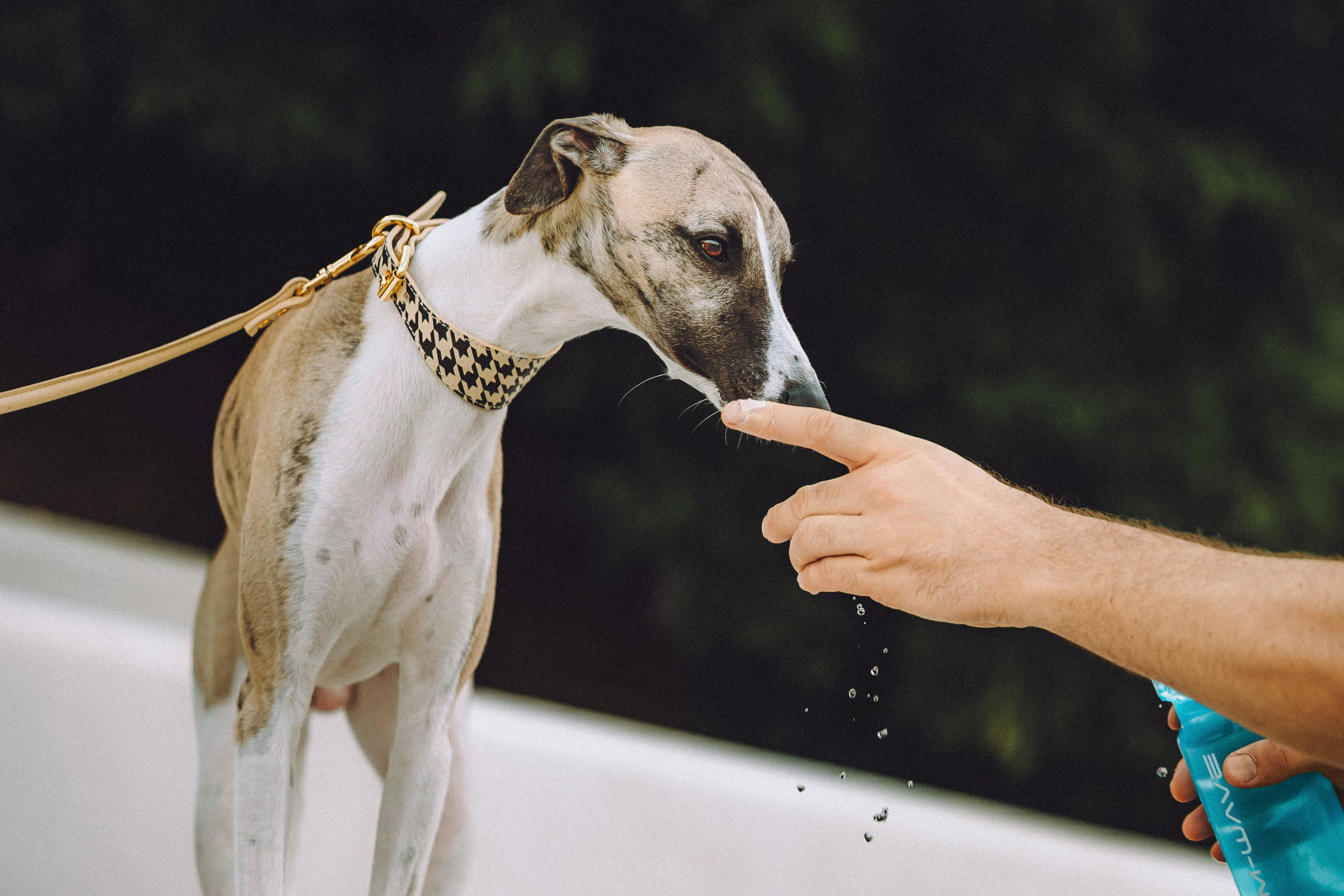 Ирина, Илья и Рик