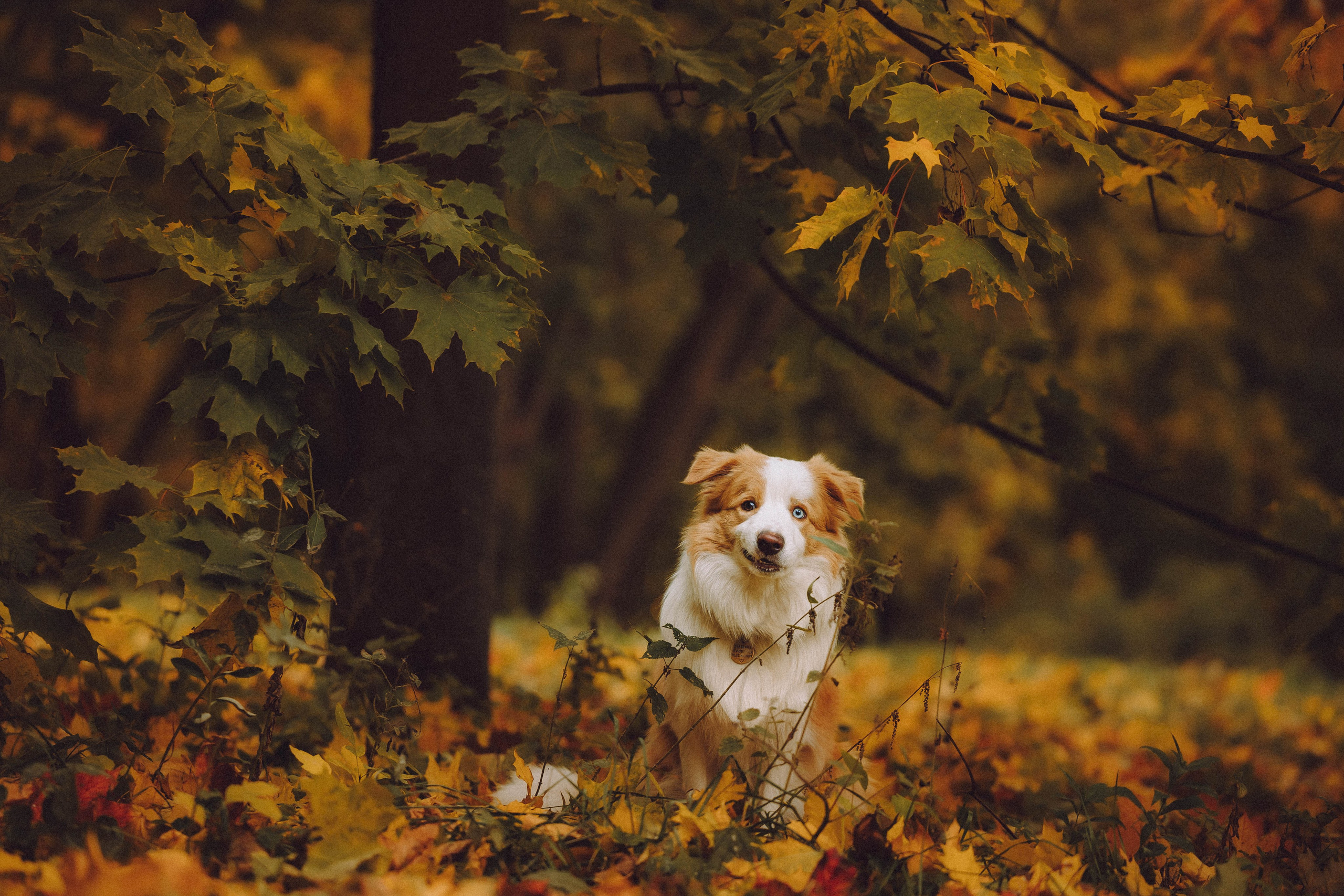 Алина, Витя и Асти