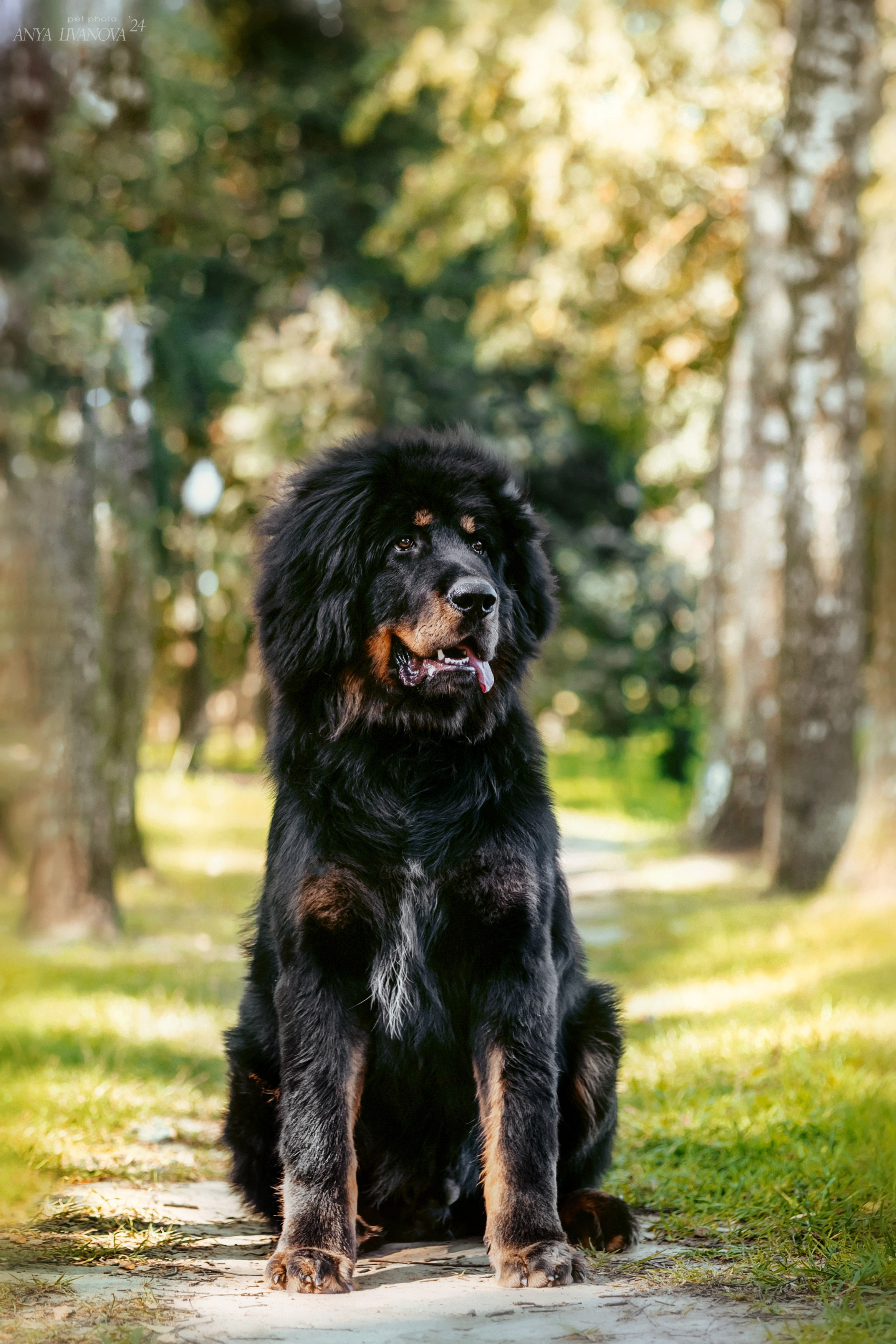 Адмирал. Фотограф анималист Аня Ливанова | Рыбинск