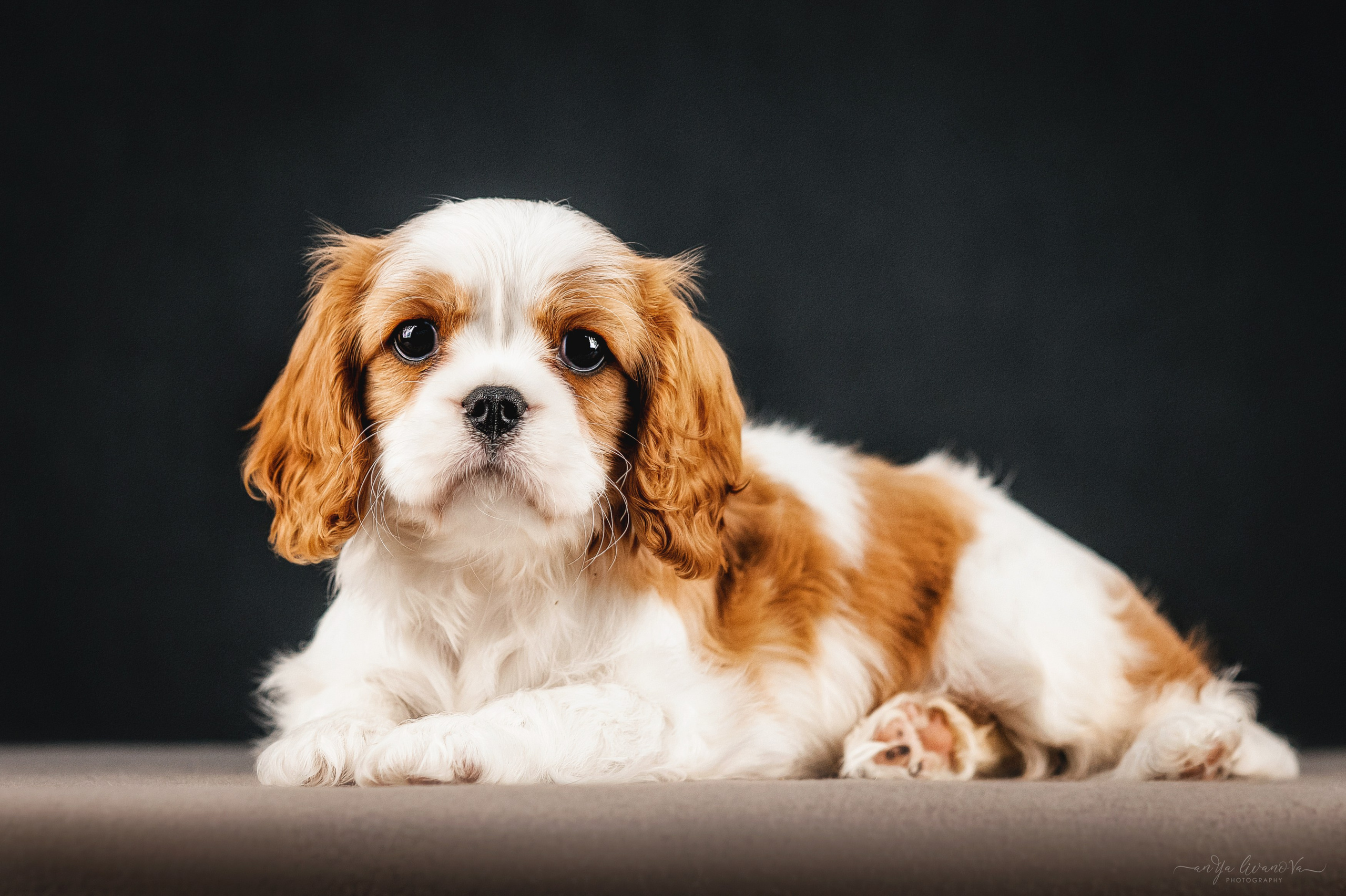 Кавалерчики. Фотограф анималист Аня Ливанова | Рыбинск