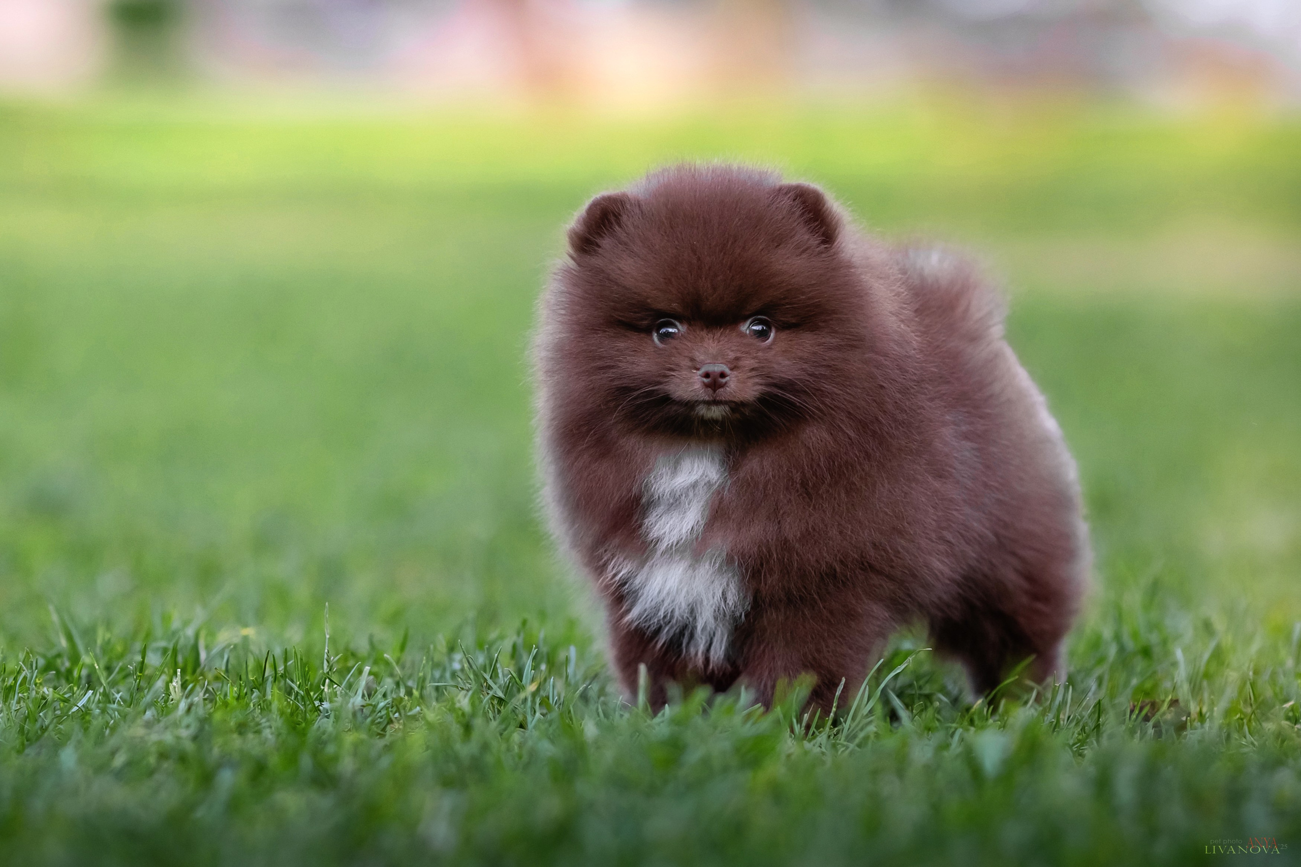 Шпицы. Фотограф анималист Аня Ливанова | Рыбинск