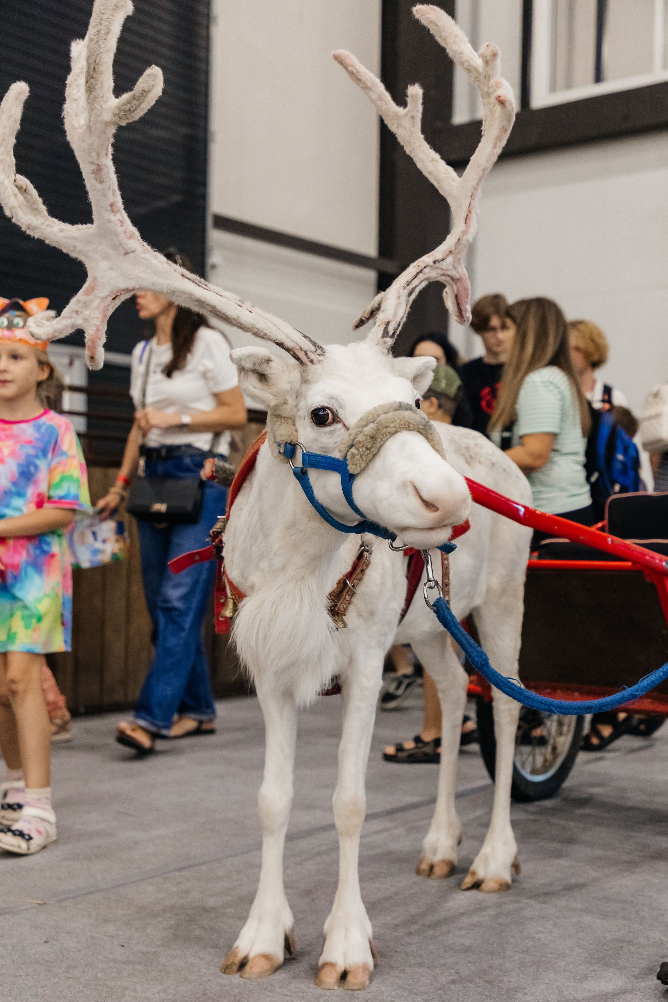 Зоошоу. Экспофорум 31.08. Выставка домашних животных. Семейный фотограф в Санкт-Петербурге Ева Маркова