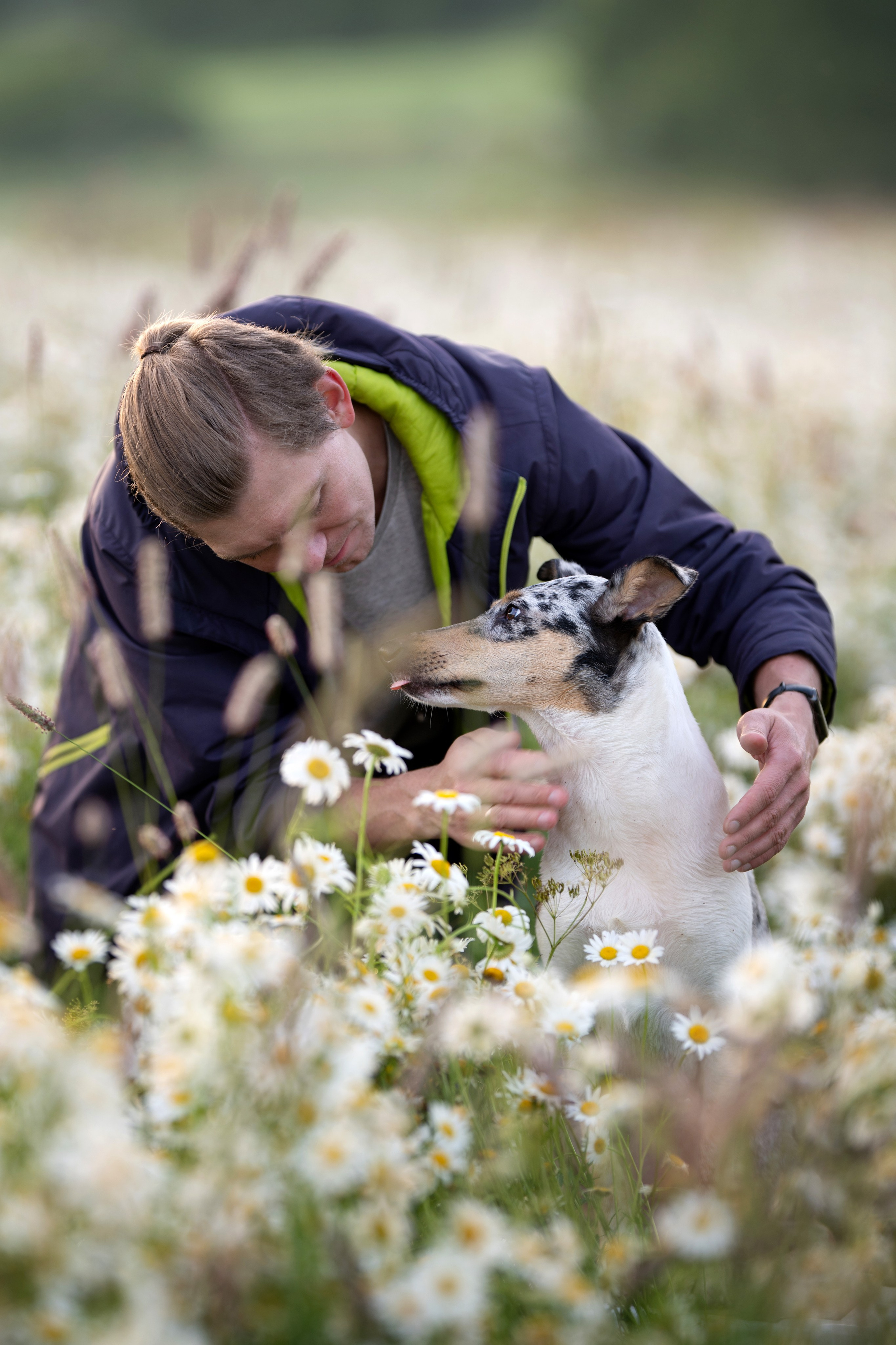 Ромашки на рассвете 4 июля 2025. -