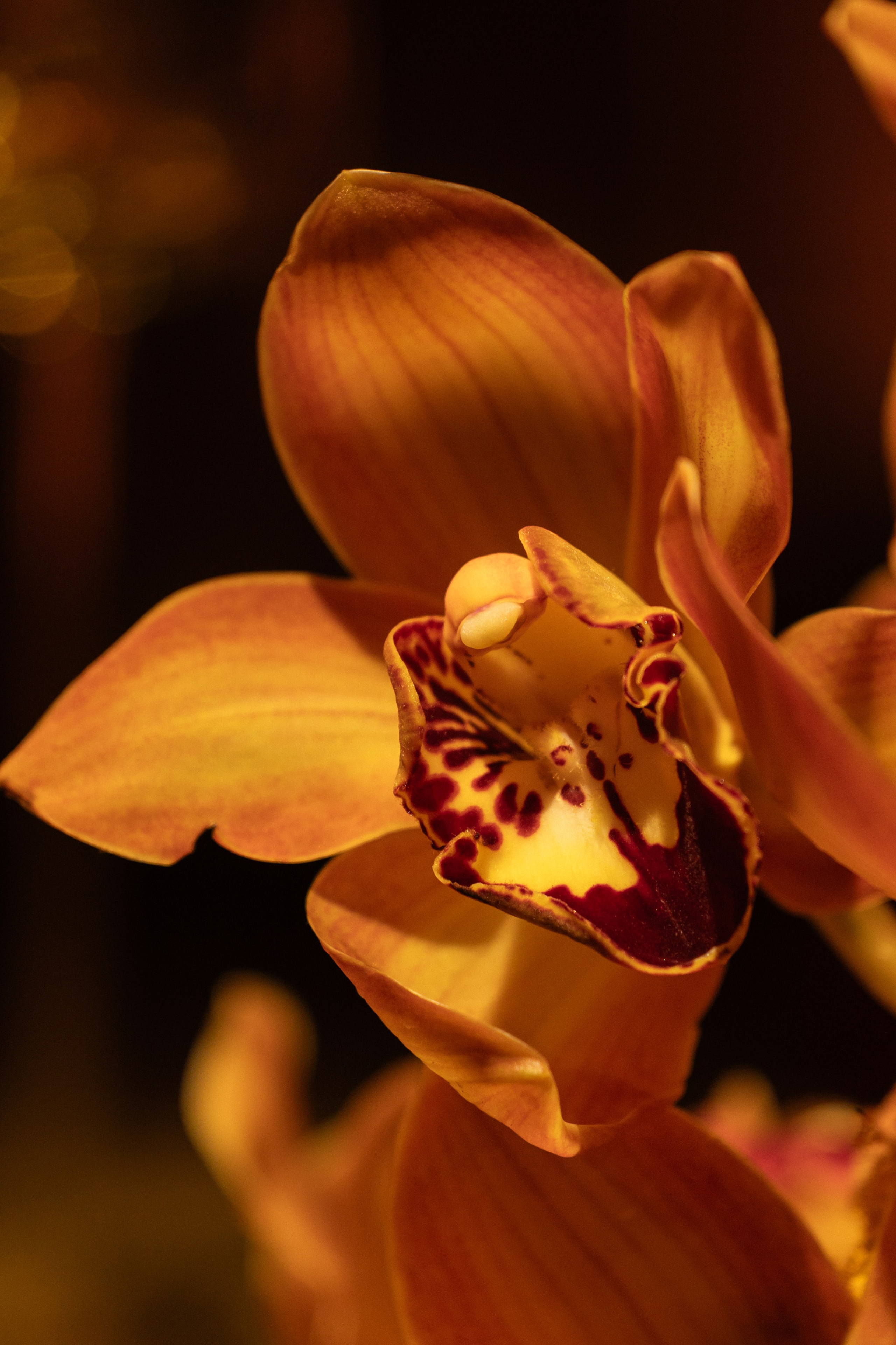 @zvezdikova. Свадебный и репортажный фотограф в Москве Владимир Сергеев | Naysaikolo