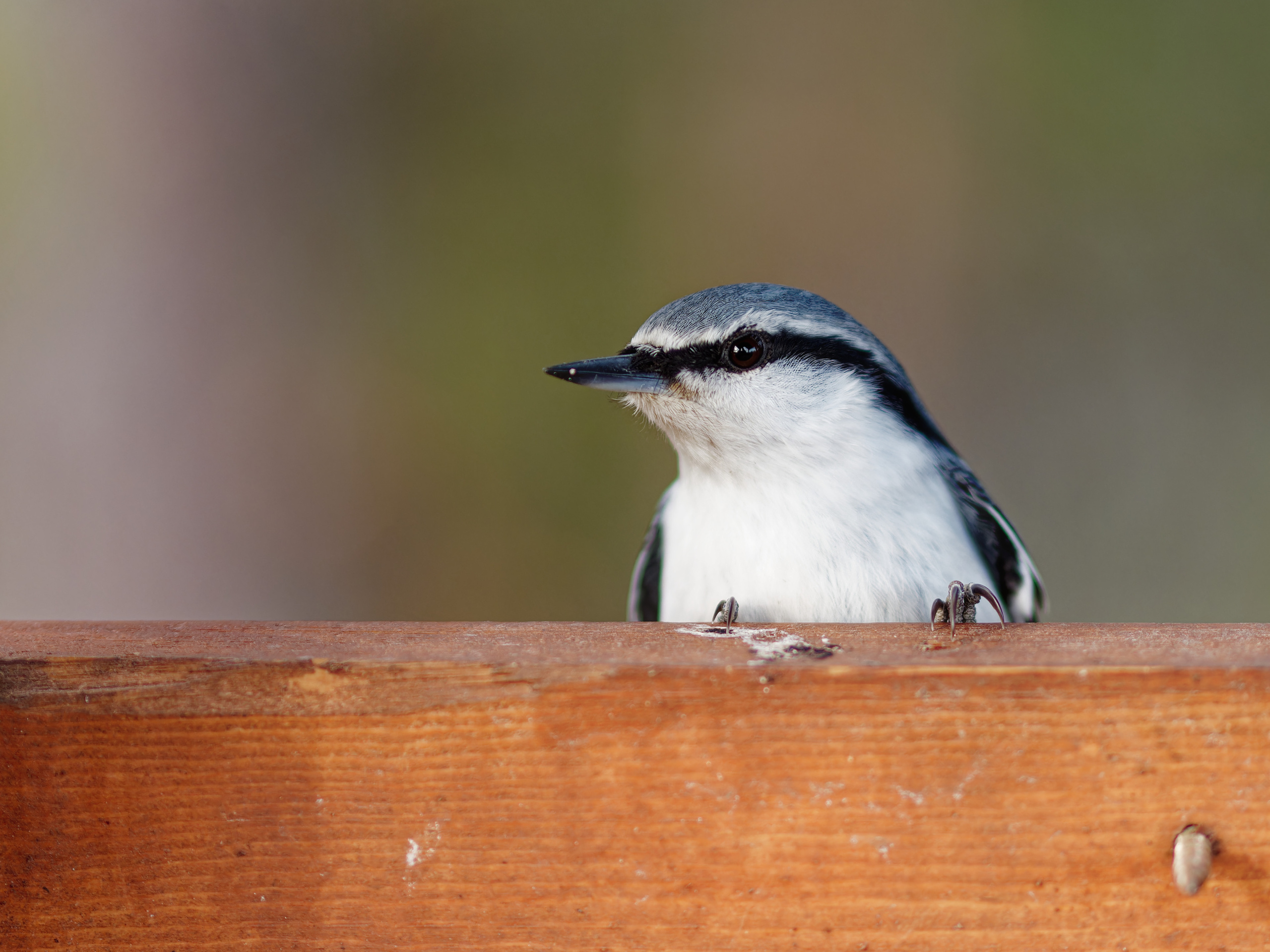 Владимир Альбов — фотографирую!