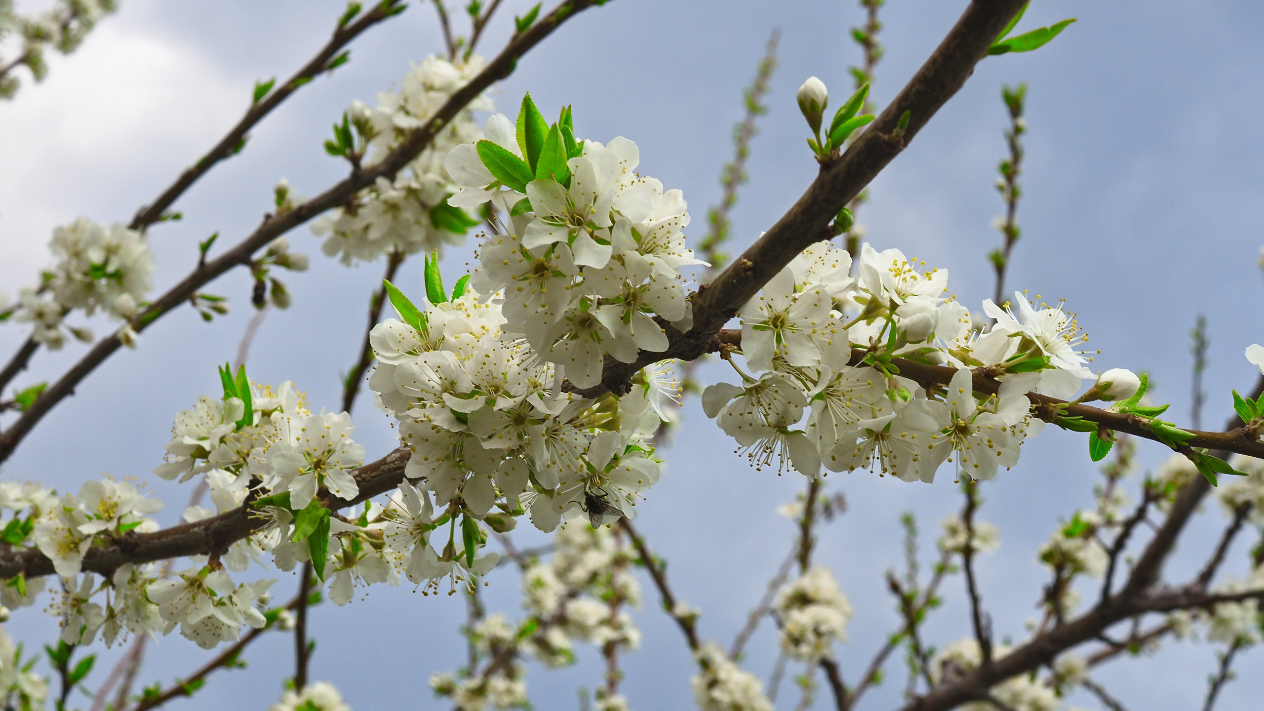 Владимир Альбов — фотографирую!
