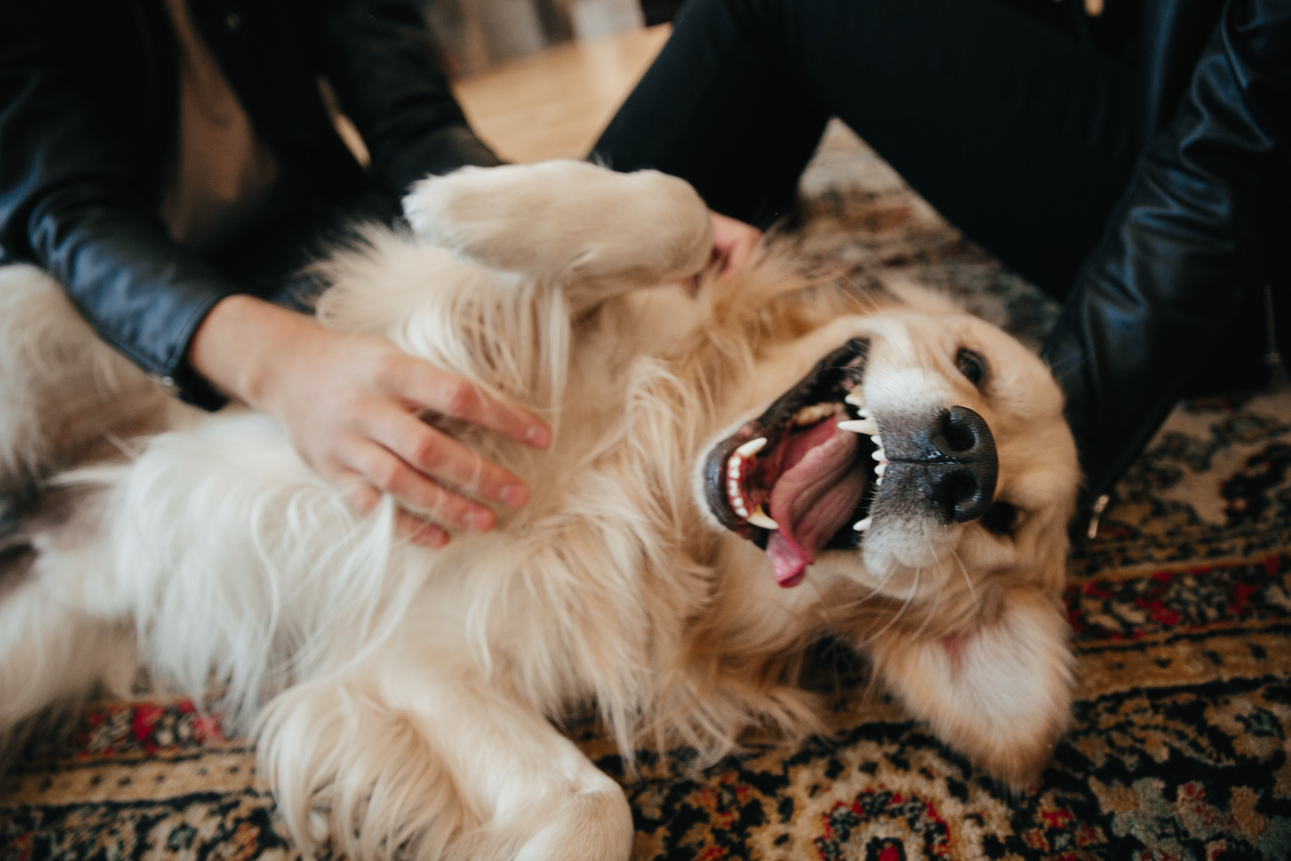 Love story с собакой в студии. Саша Потапкин Фотограф. Сочи, Екатеринбург, Москва