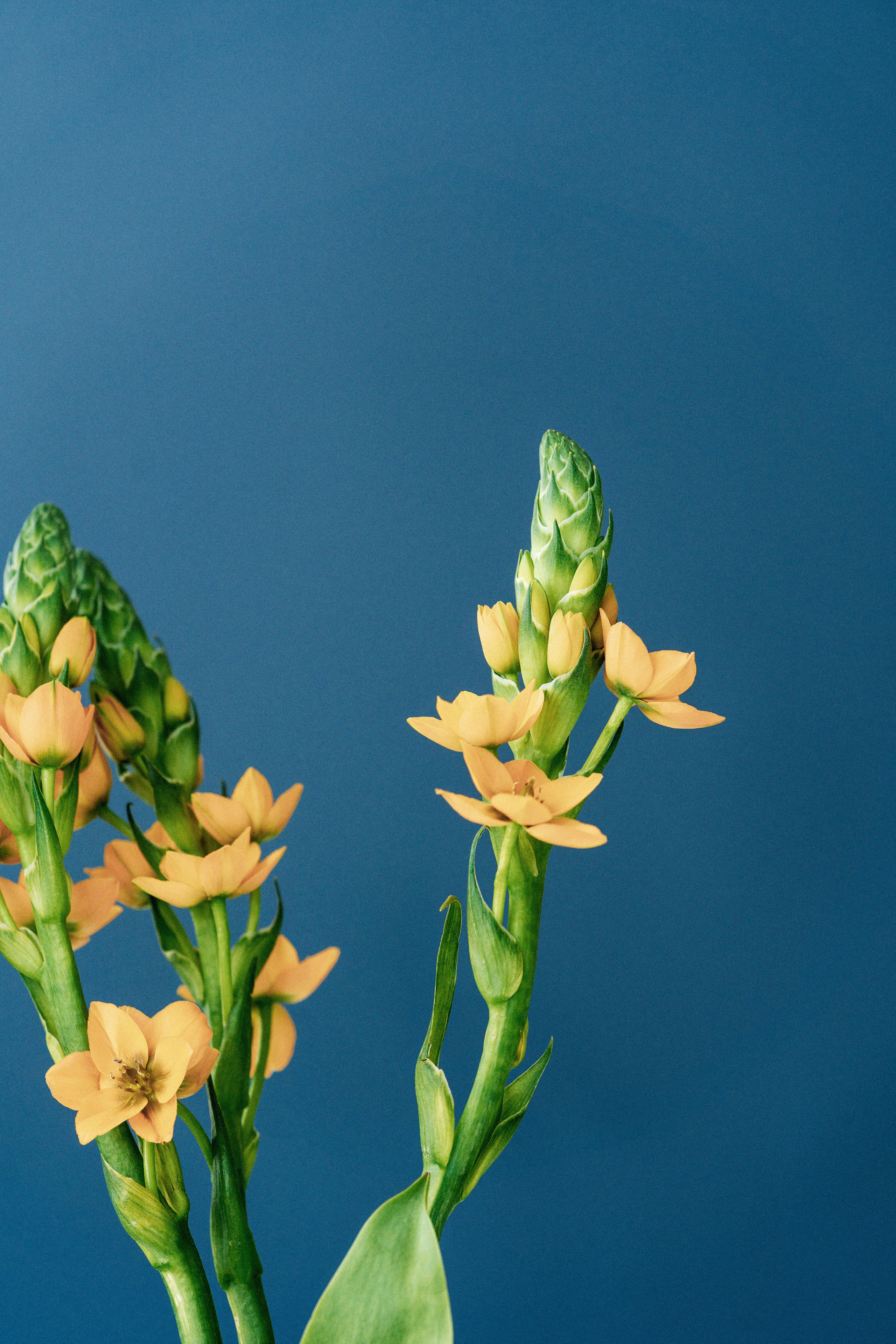 Студийная фотосъемка девушки с попугаем. Саша Потапкин Фотограф. Сочи, Екатеринбург, Москва