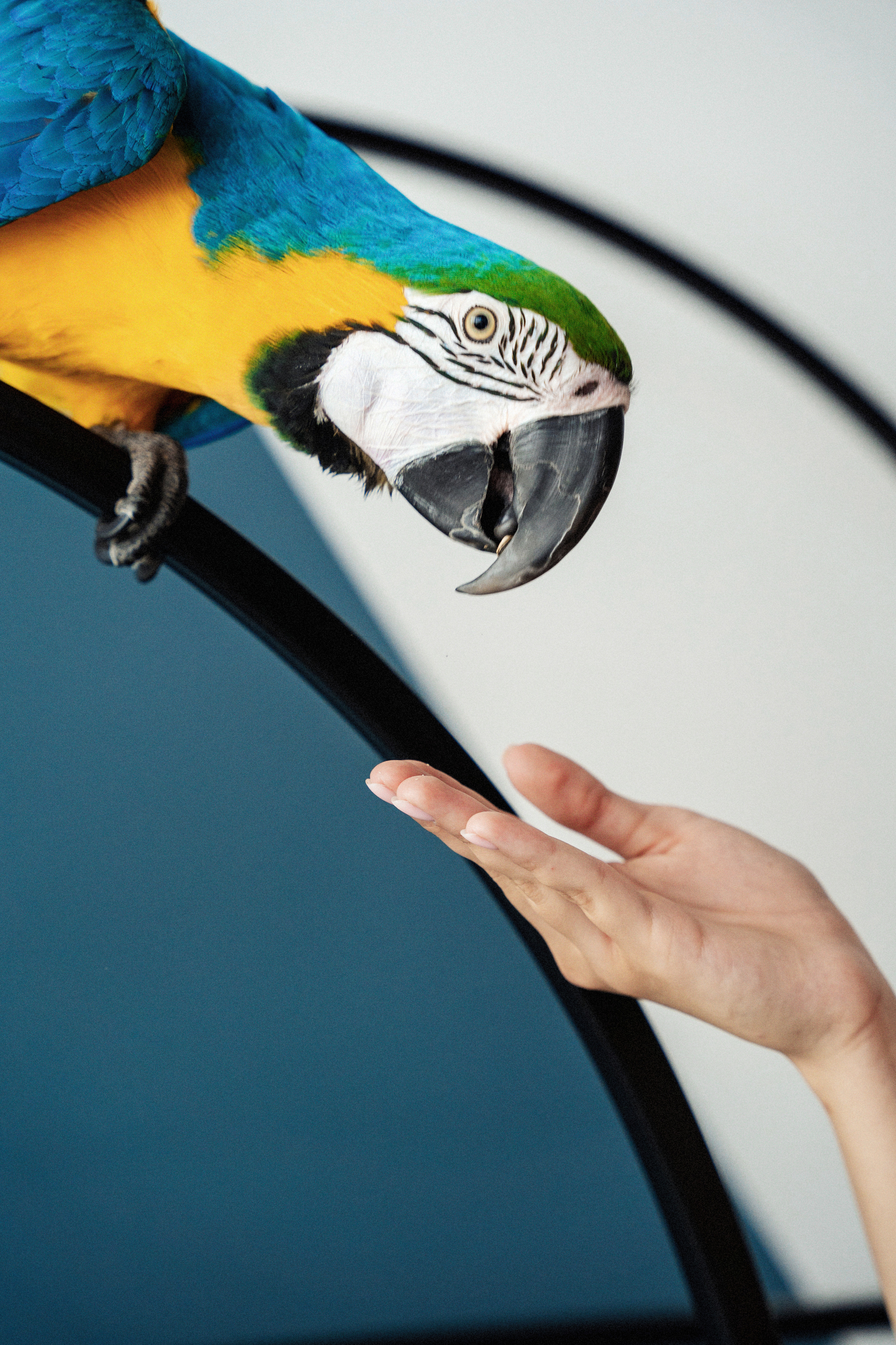 Студийная фотосъемка девушки с попугаем. Саша Потапкин Фотограф. Сочи, Екатеринбург, Москва