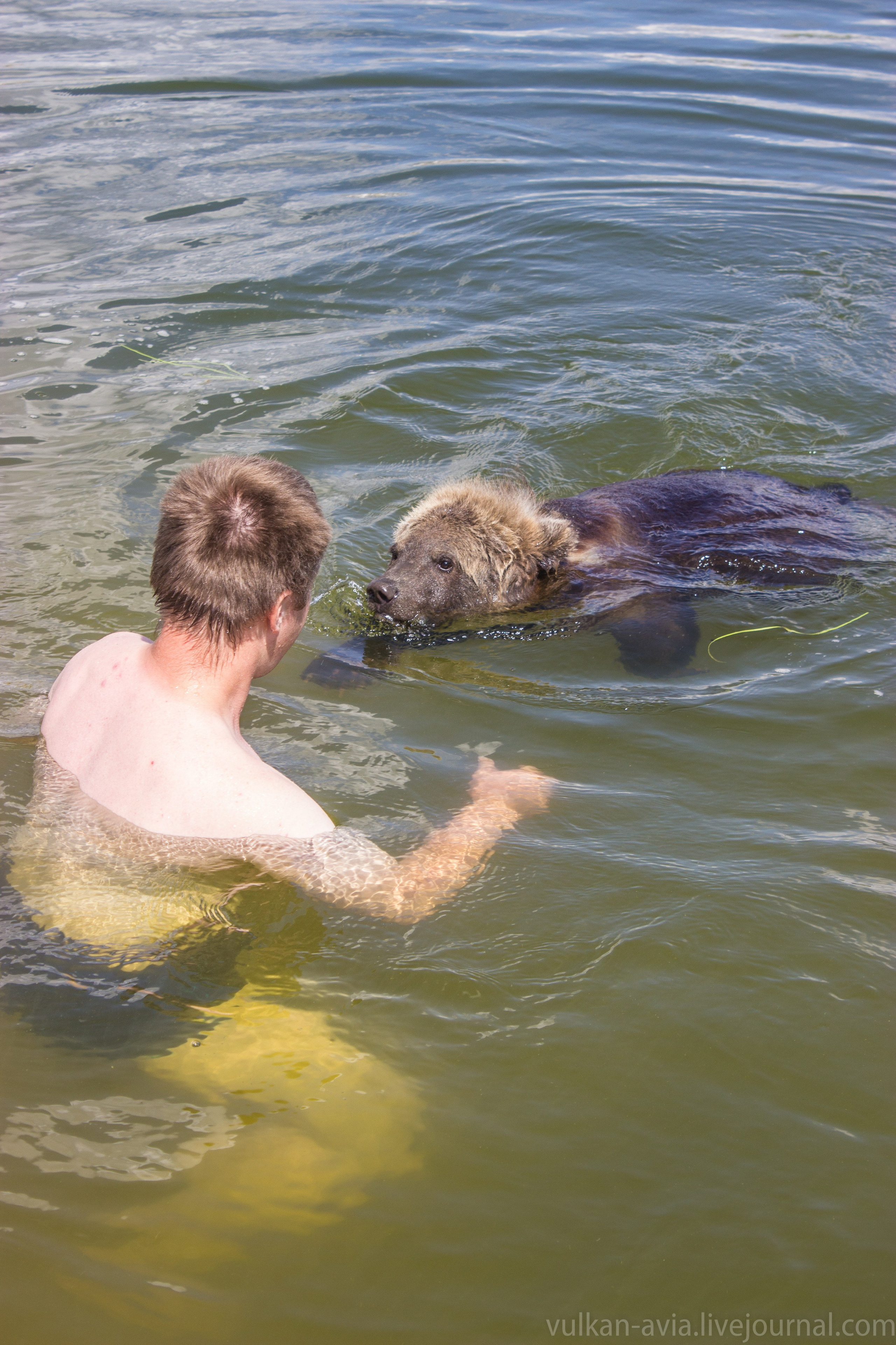 Медведь Мансур. Фотоальбом показывающий увлекательный мир авиации и мир медведей Андрея Иванова