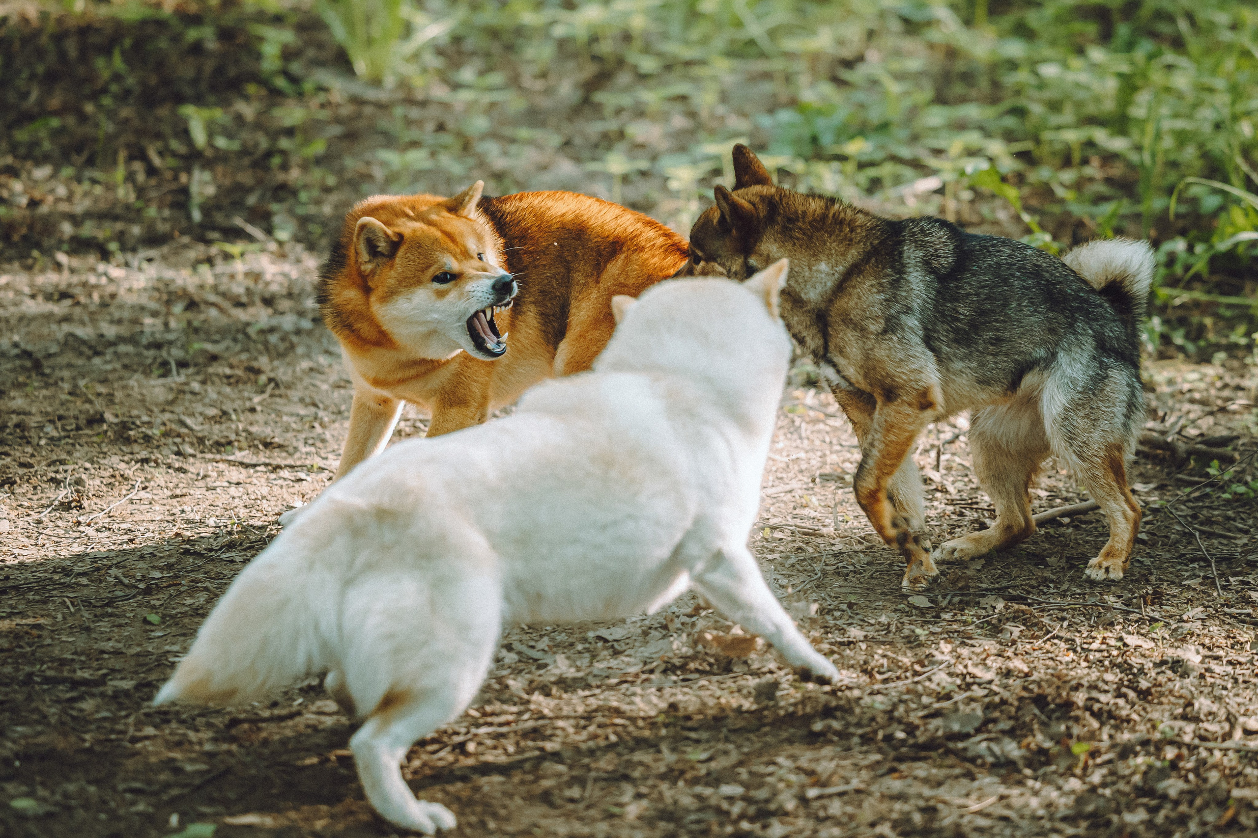 Шед, Цири, Чиби, Цера и их семья