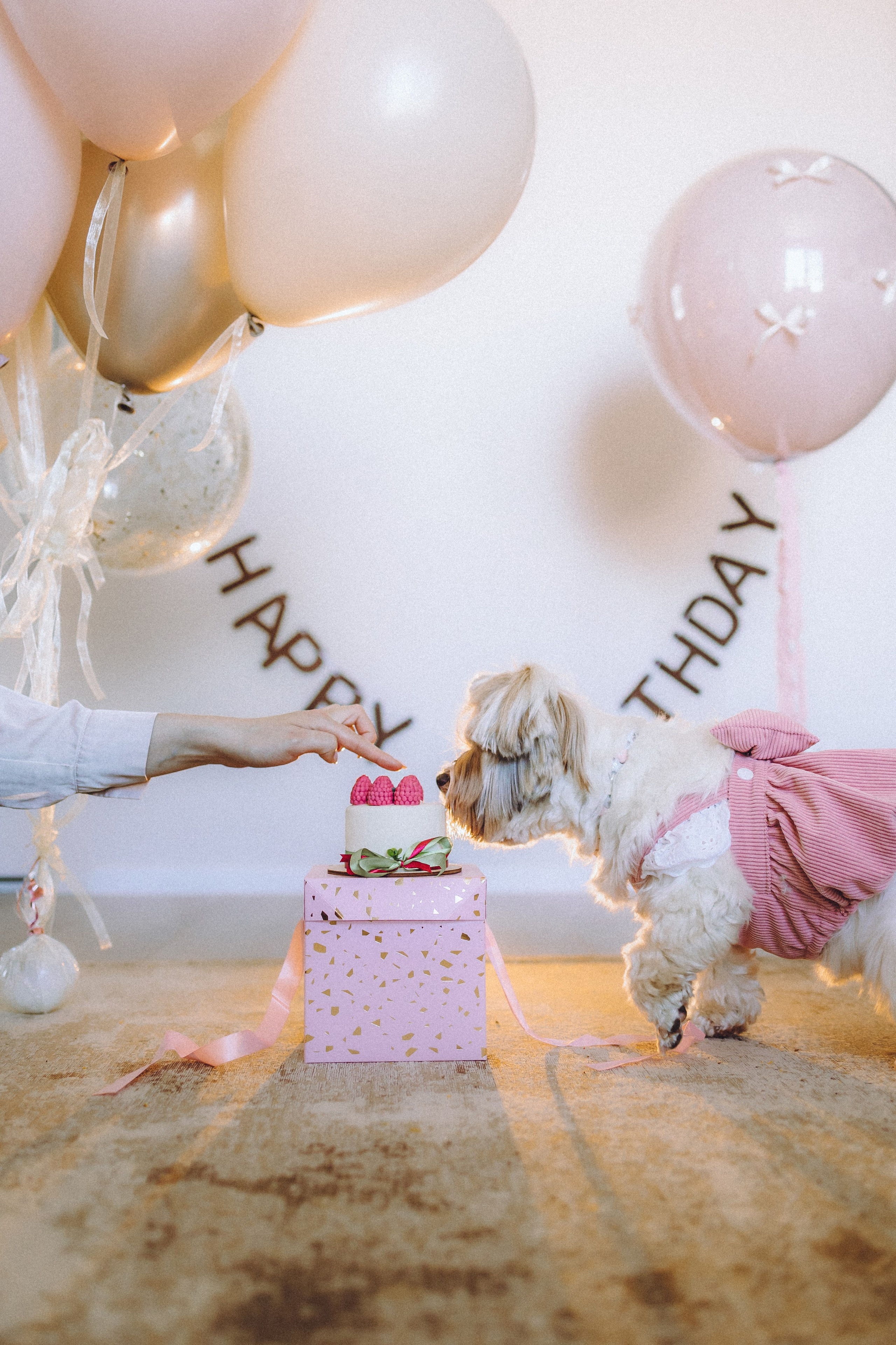 День Рождения Шу