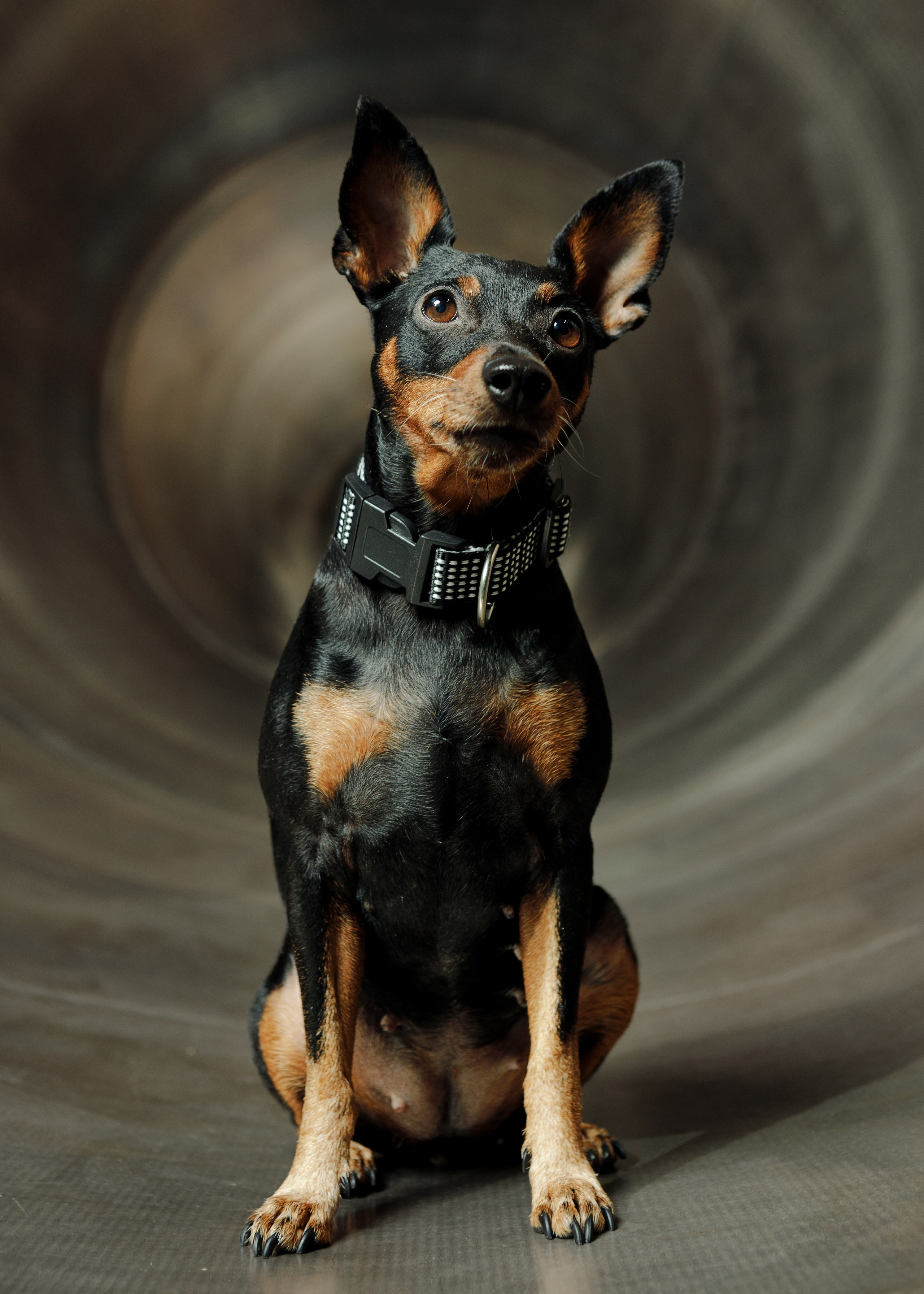 Портреты животных. Photographer Michael Stenin